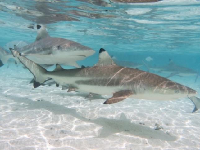 Blacktip reef sharks