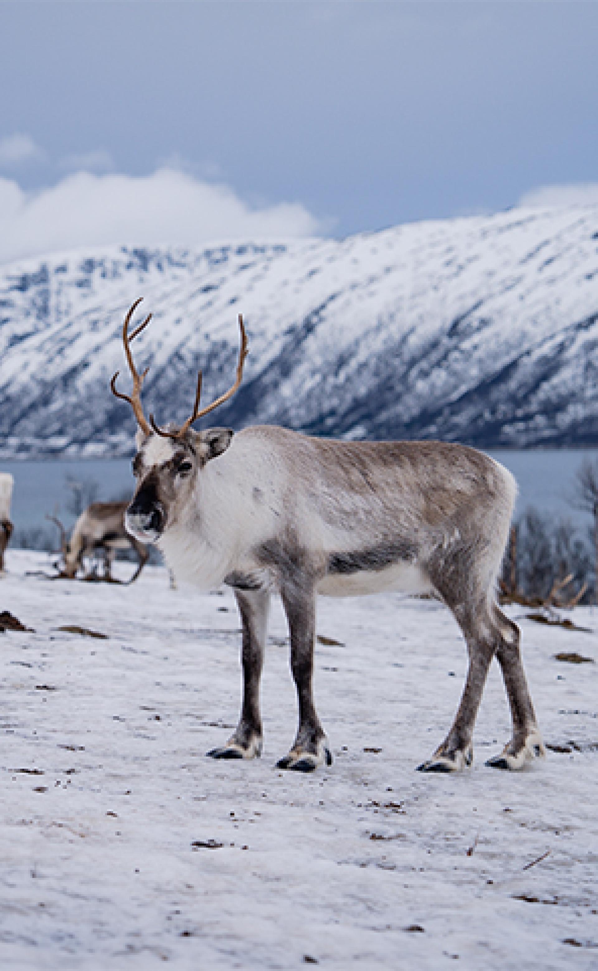 Wildlife_Arctic-Reindeer5_296x480