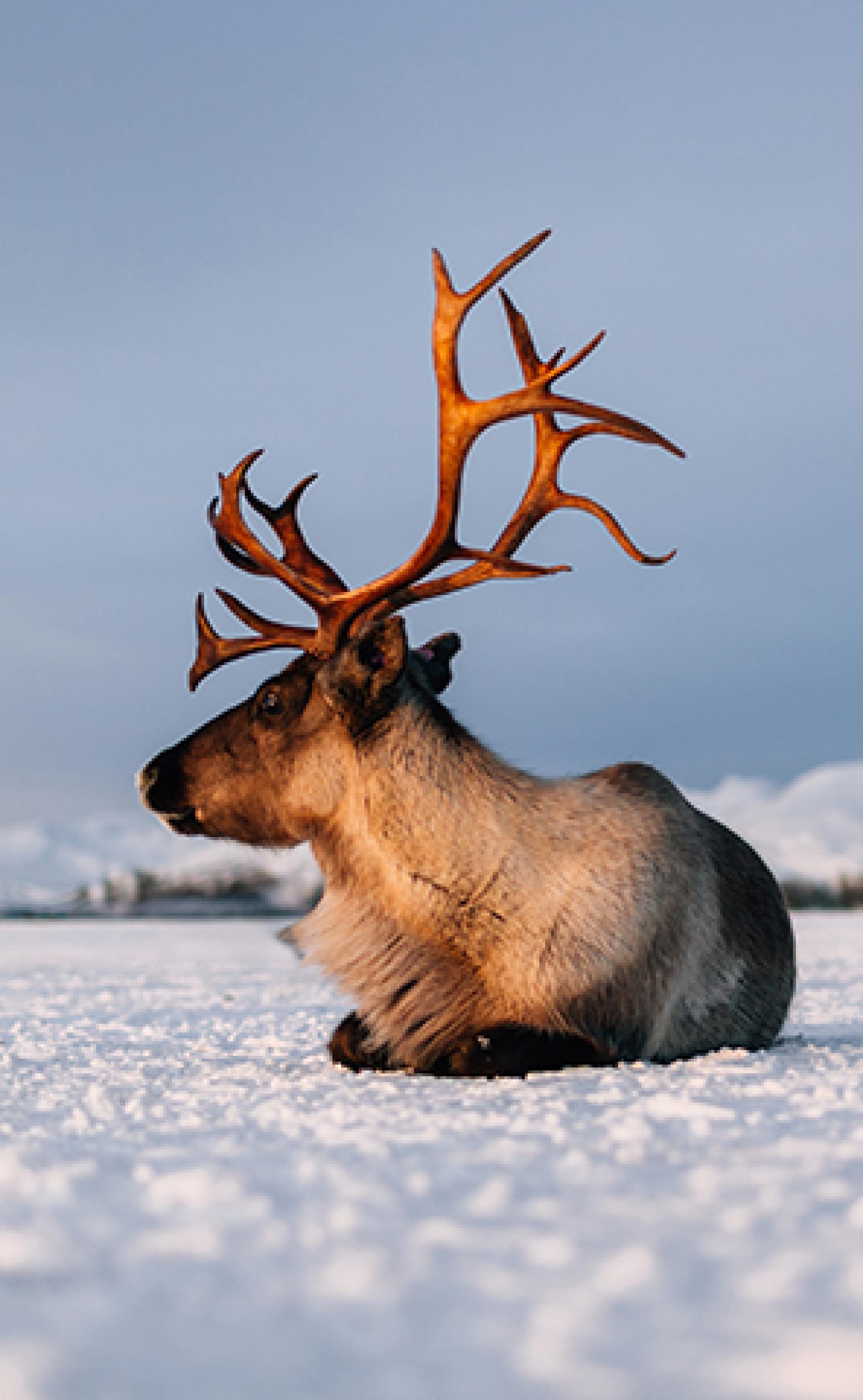 Wildlife_Arctic-Reindeer4_296x480
