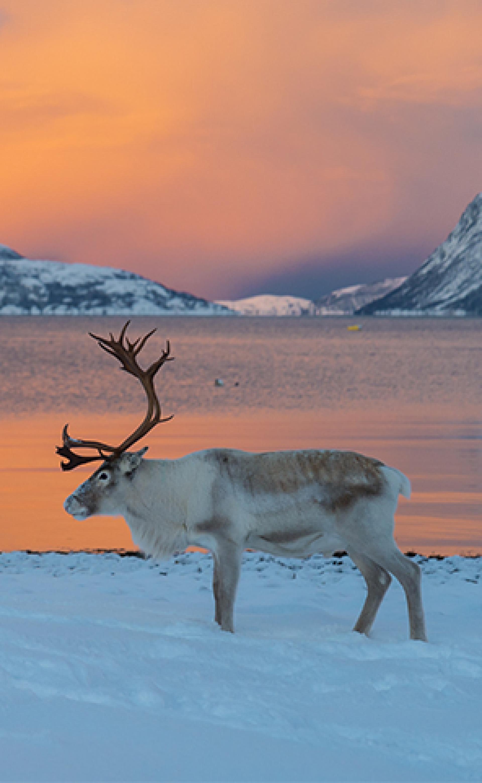 Wildlife_Arctic-Reindeer3_296x480