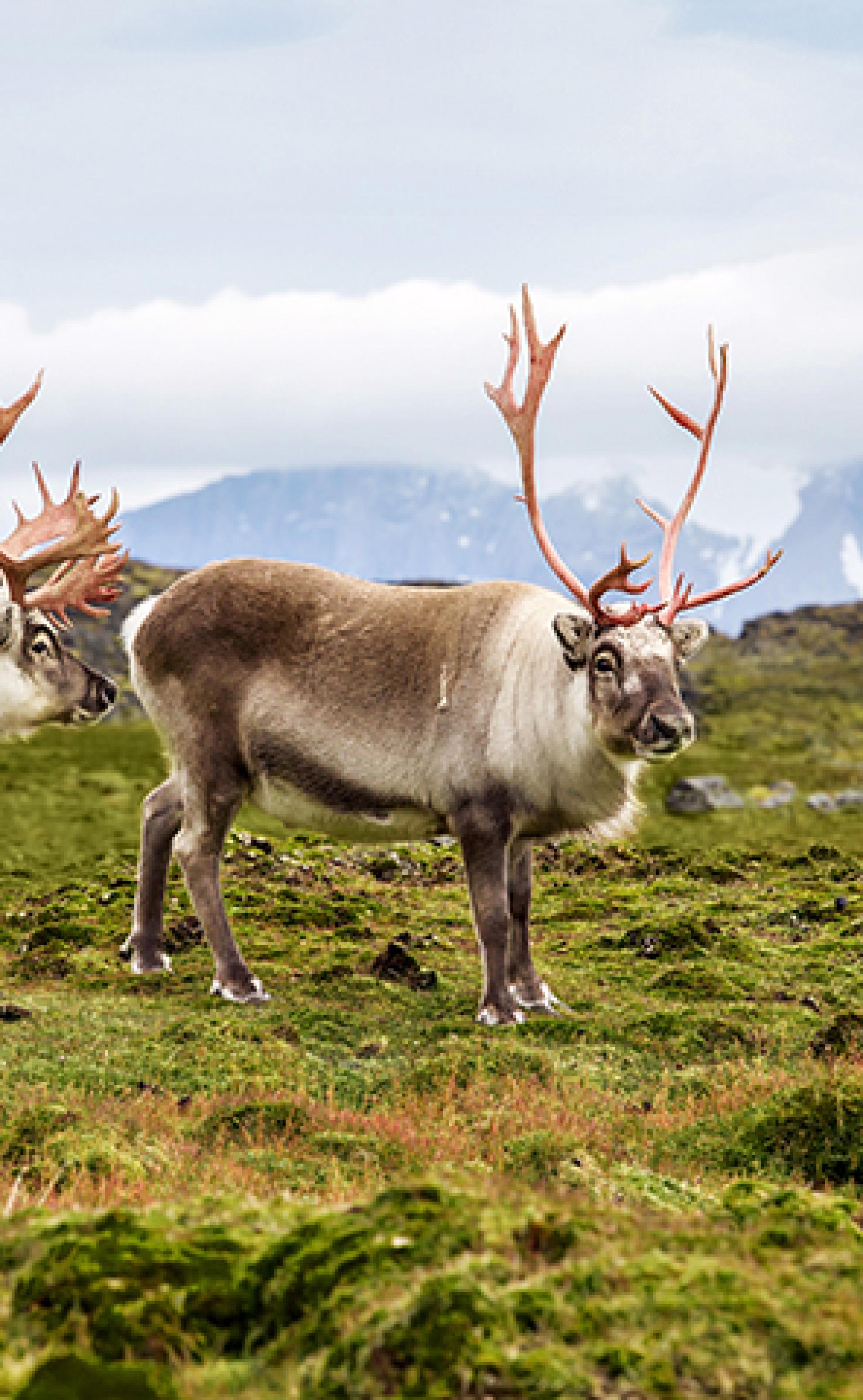 Wildlife_Arctic-Reindeer1_296x480
