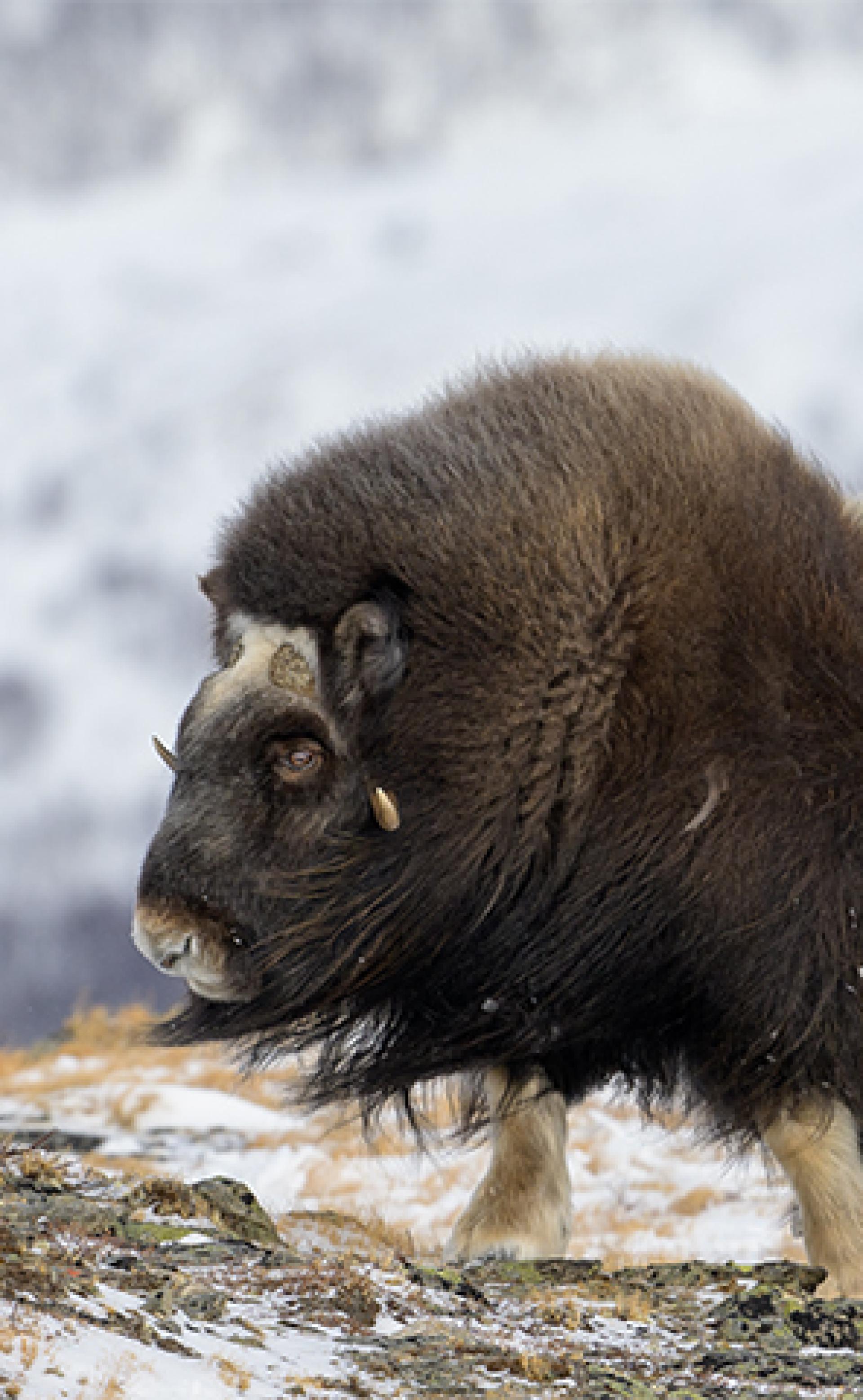 Wildlife_Musk-Ox5_296x480