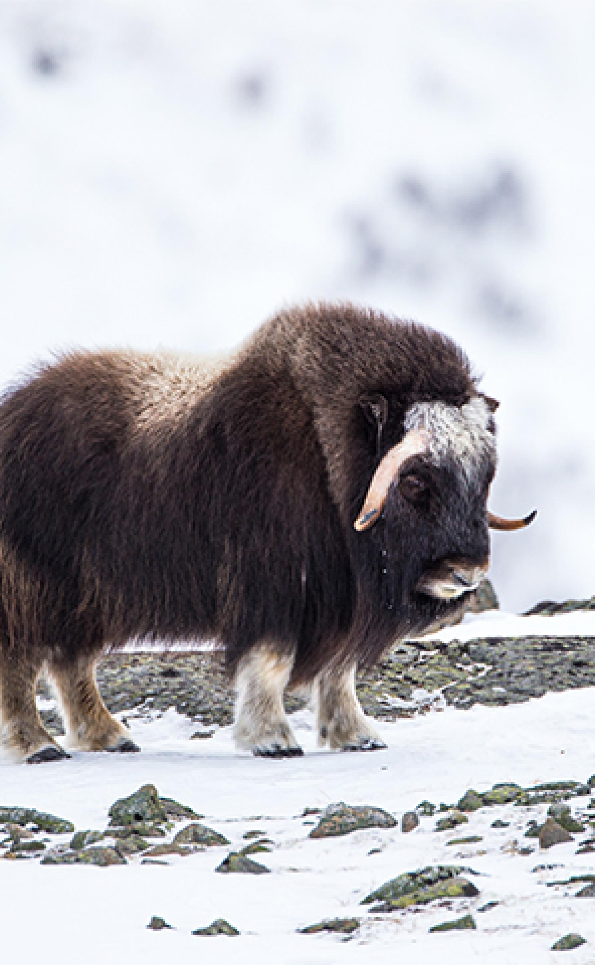 Wildlife_Musk-Ox4_296x480