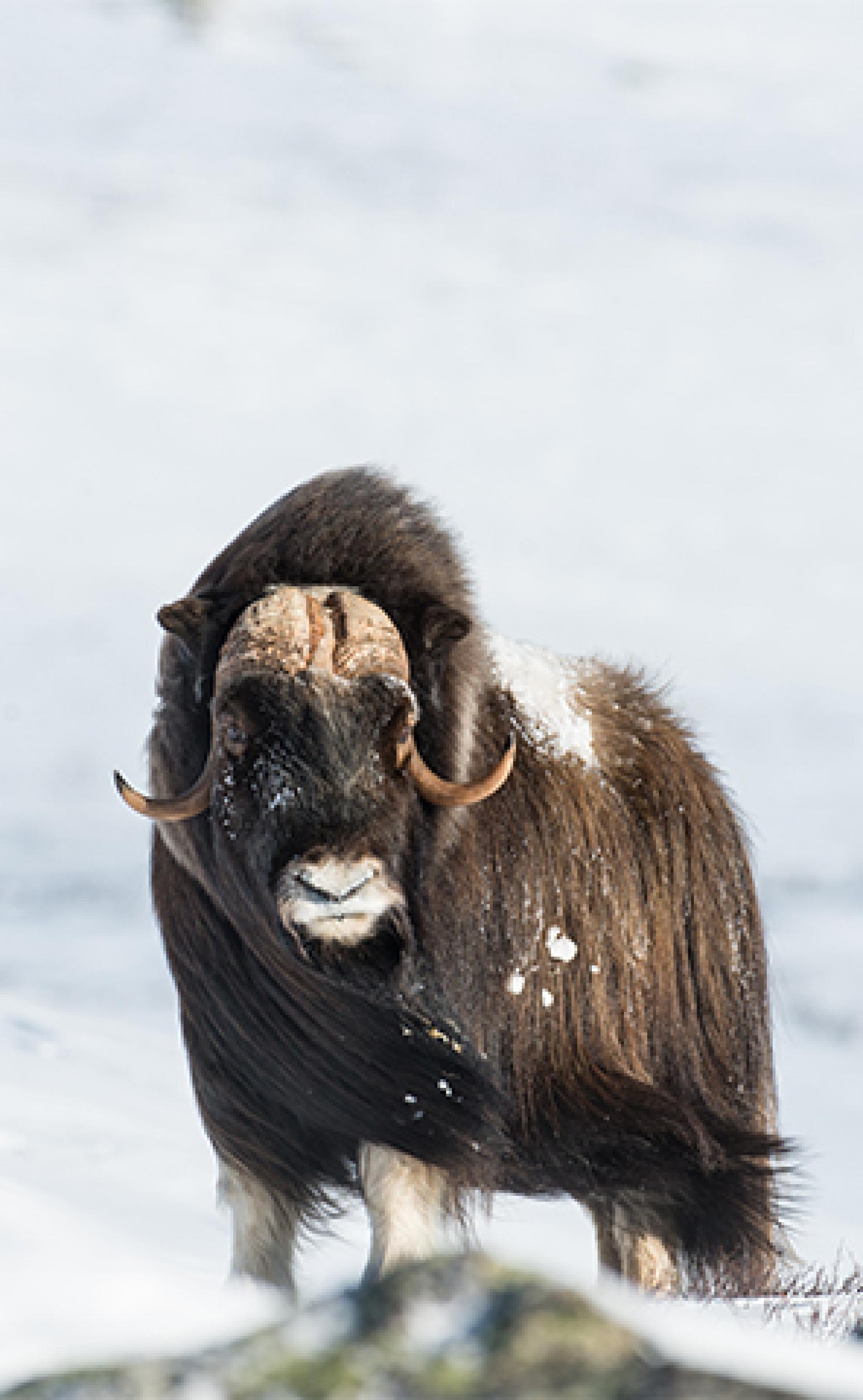 Wildlife_Musk-Ox3_296x480