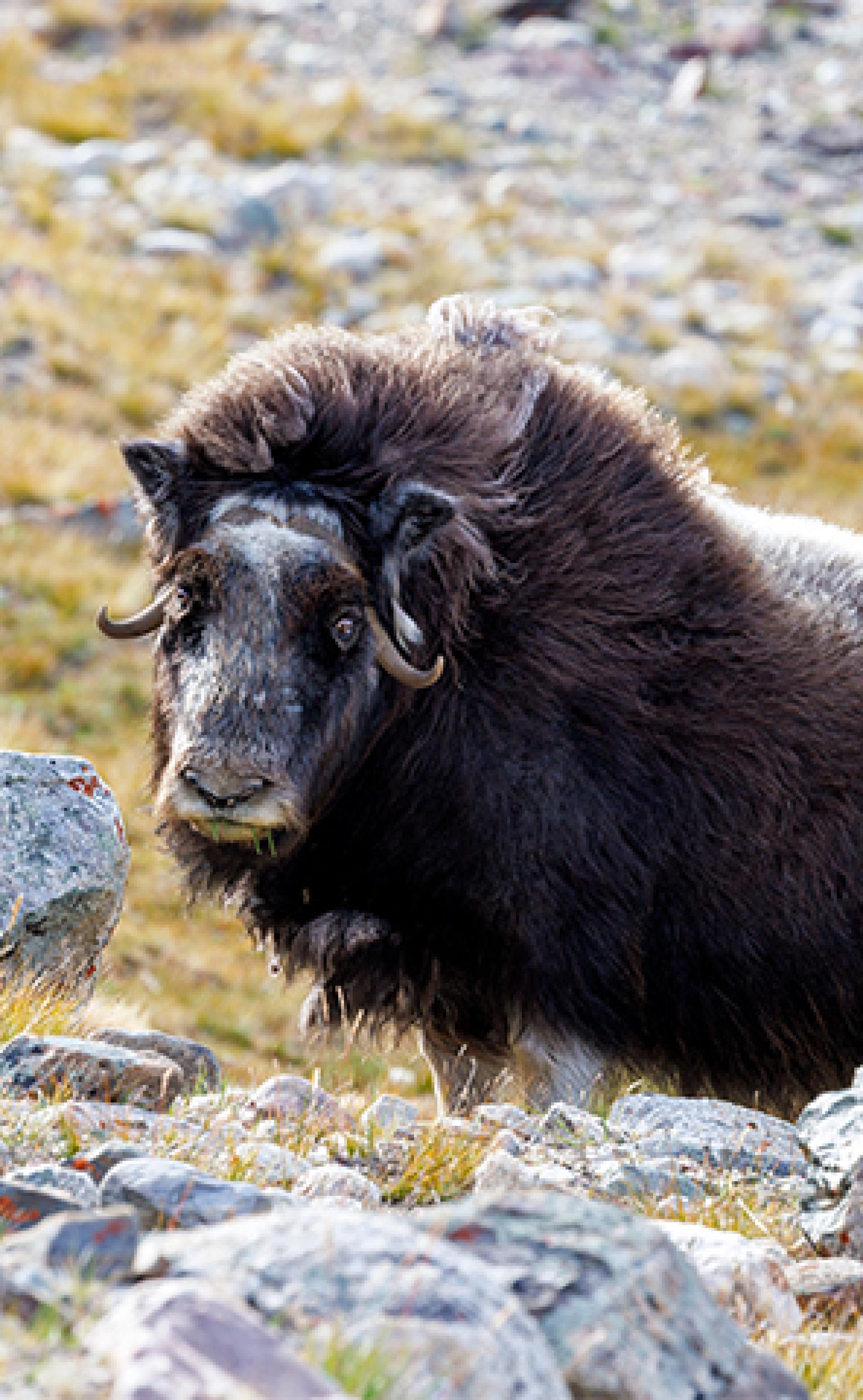 Wildlife_Musk-Ox2_296x480