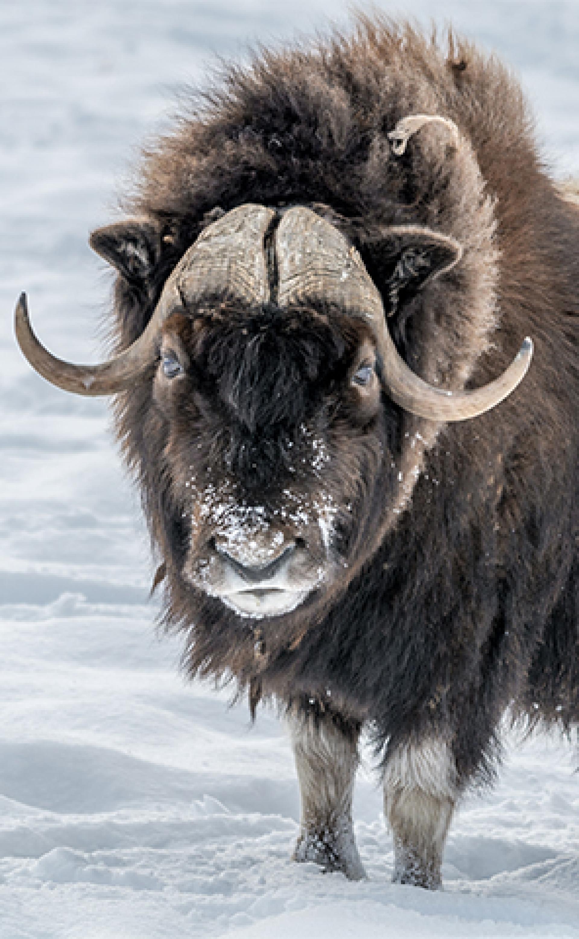 Wildlife_Musk-Ox1_296x480