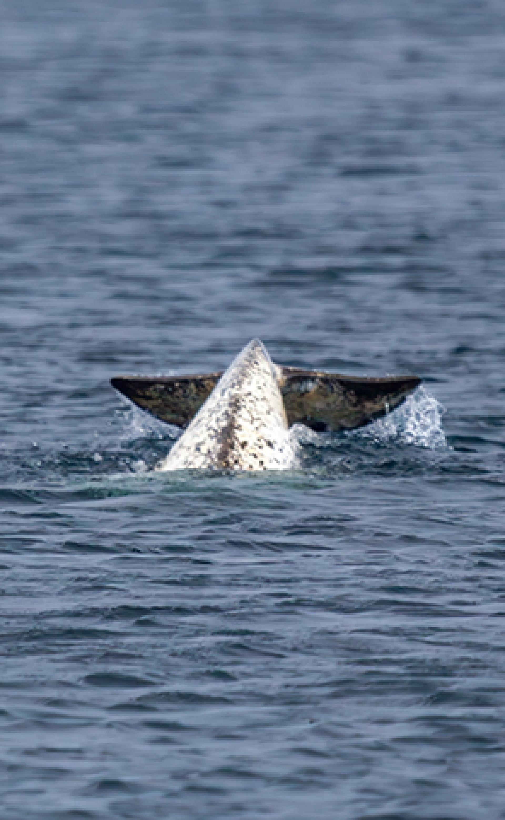 Wildlife_Narwhal5_296x480
