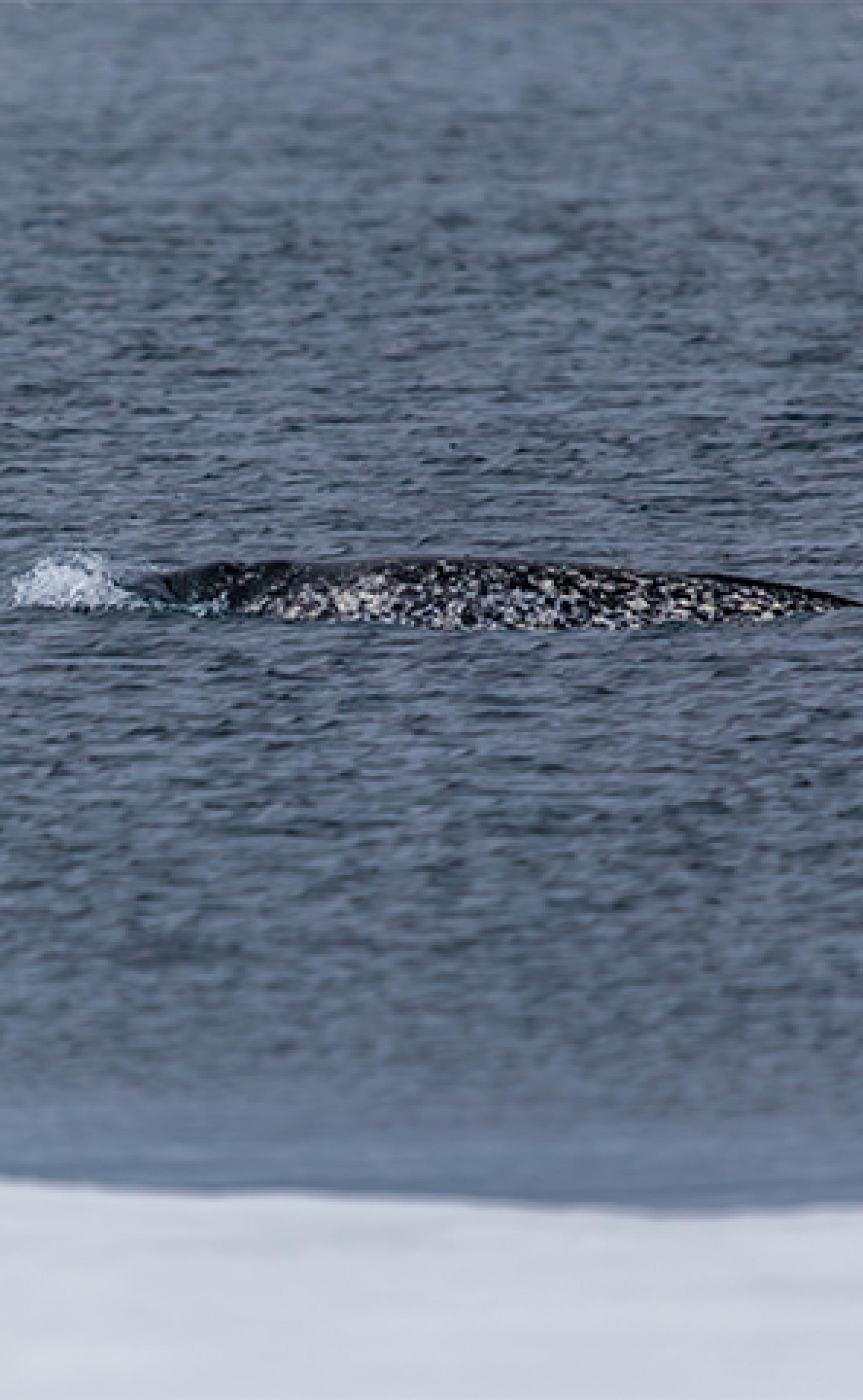 Wildlife_Narwhal4_296x480