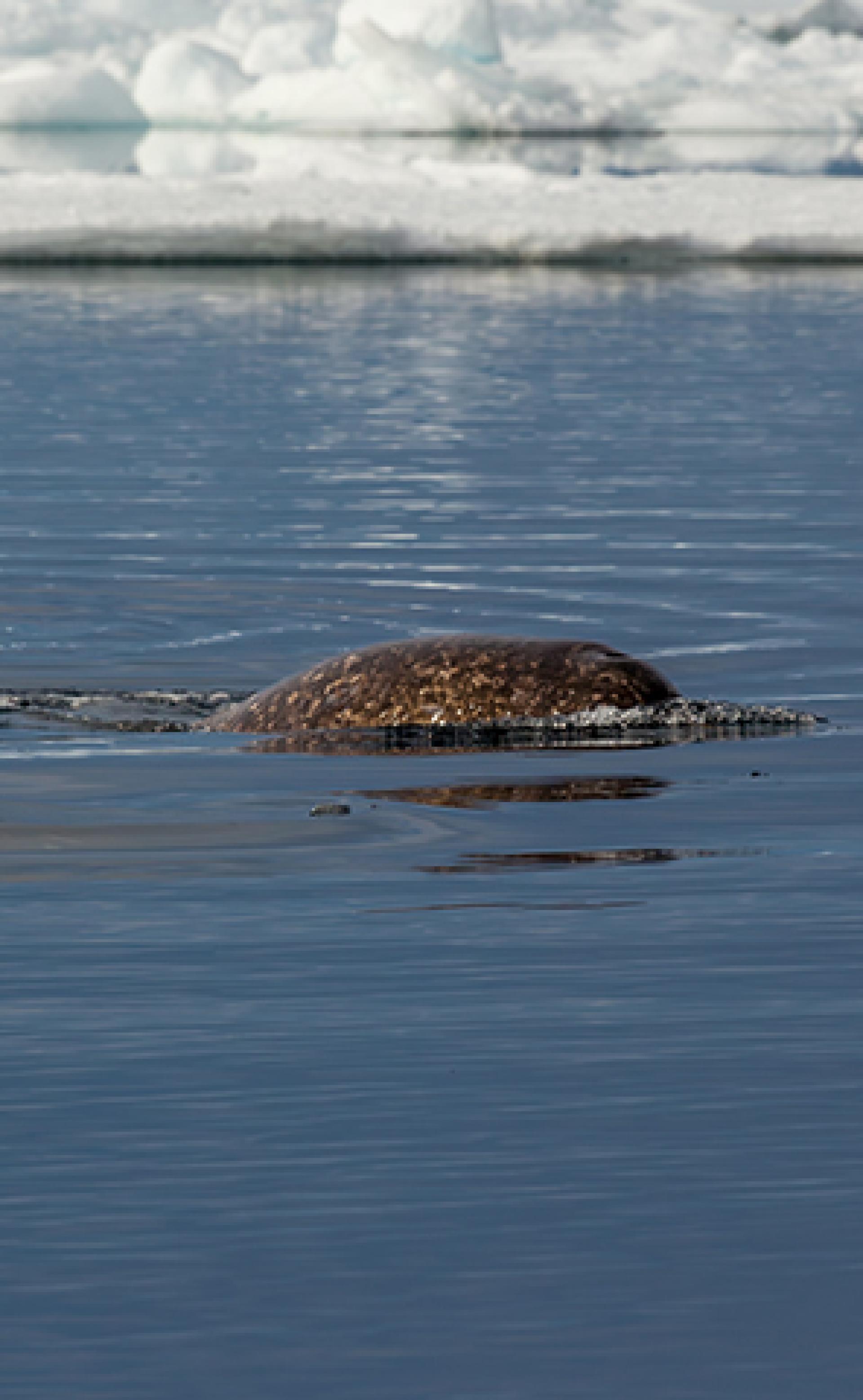 Wildlife_Narwhal3_296x480