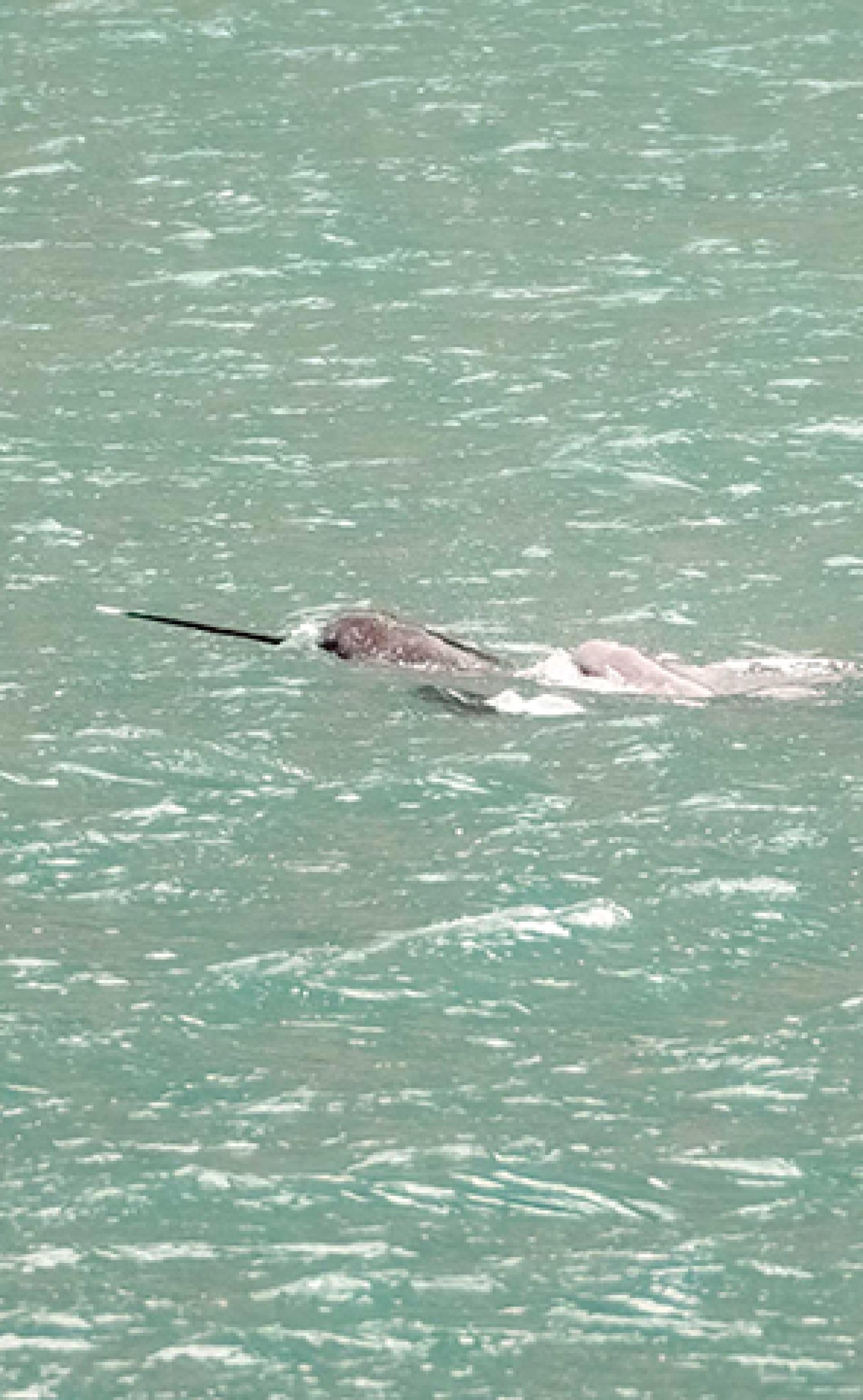 Wildlife_Narwhal2_296x480