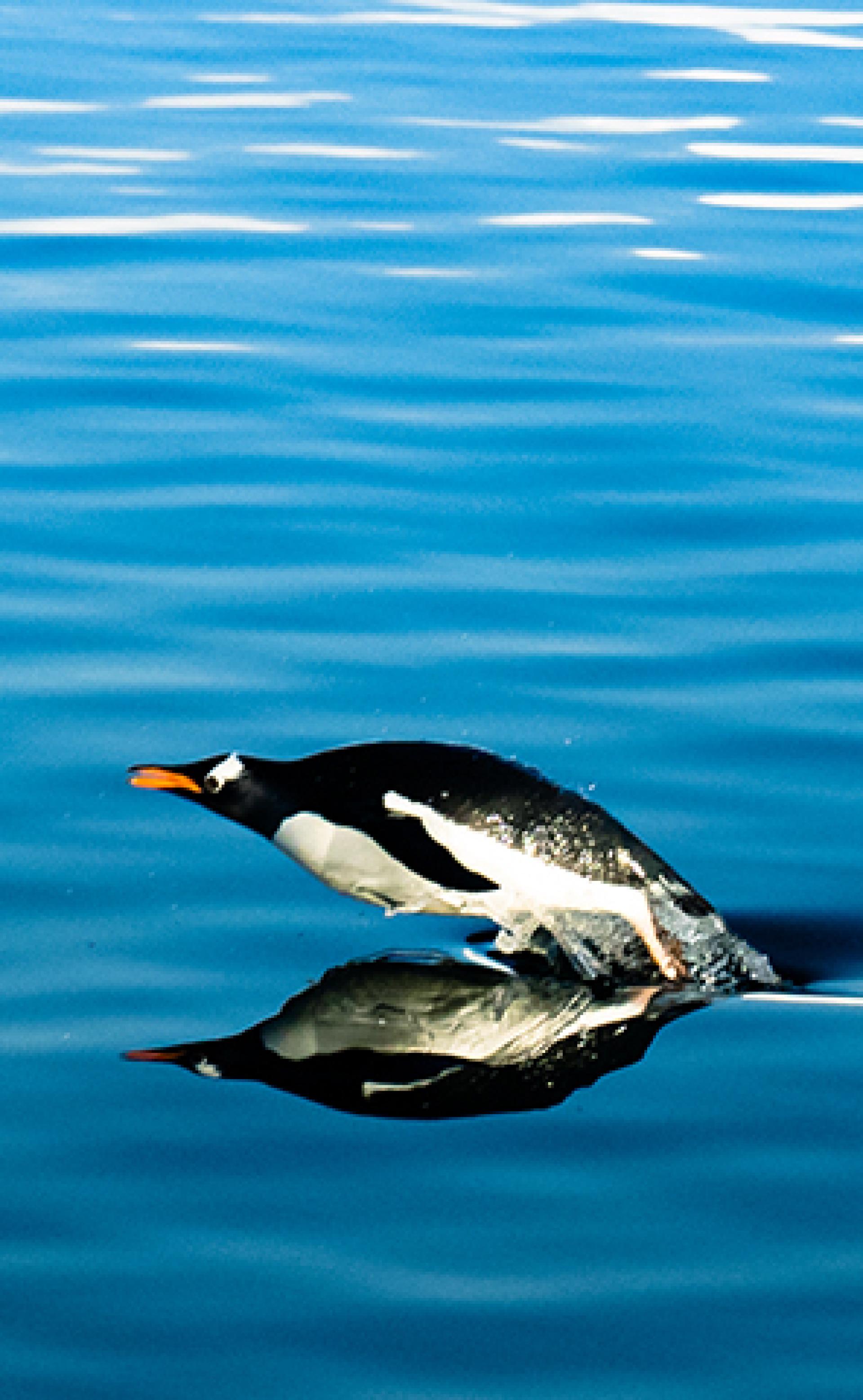 Wildlife_Gentoo-Penguin4_296x480