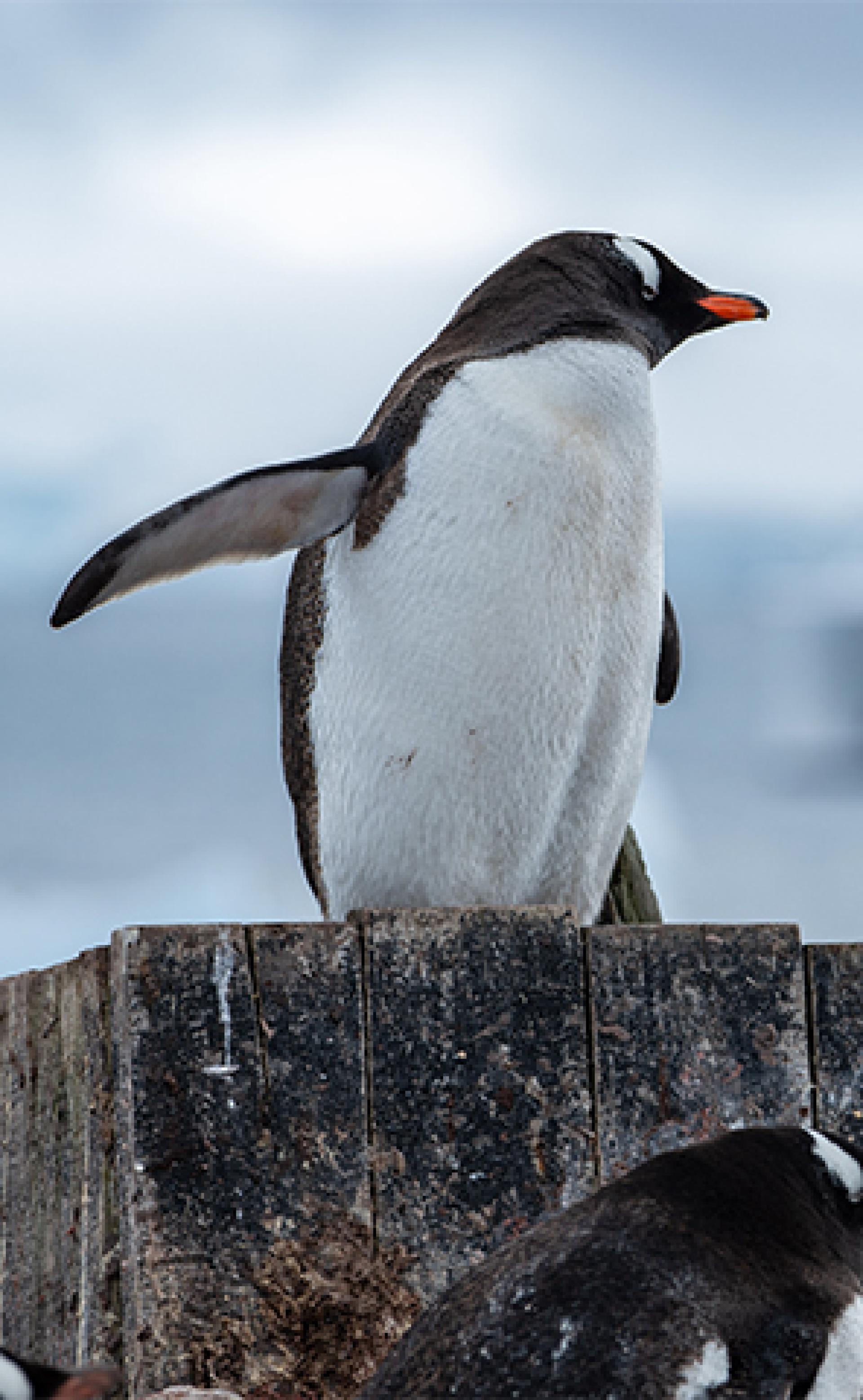 Wildlife_Gentoo-Penguin3_296x480