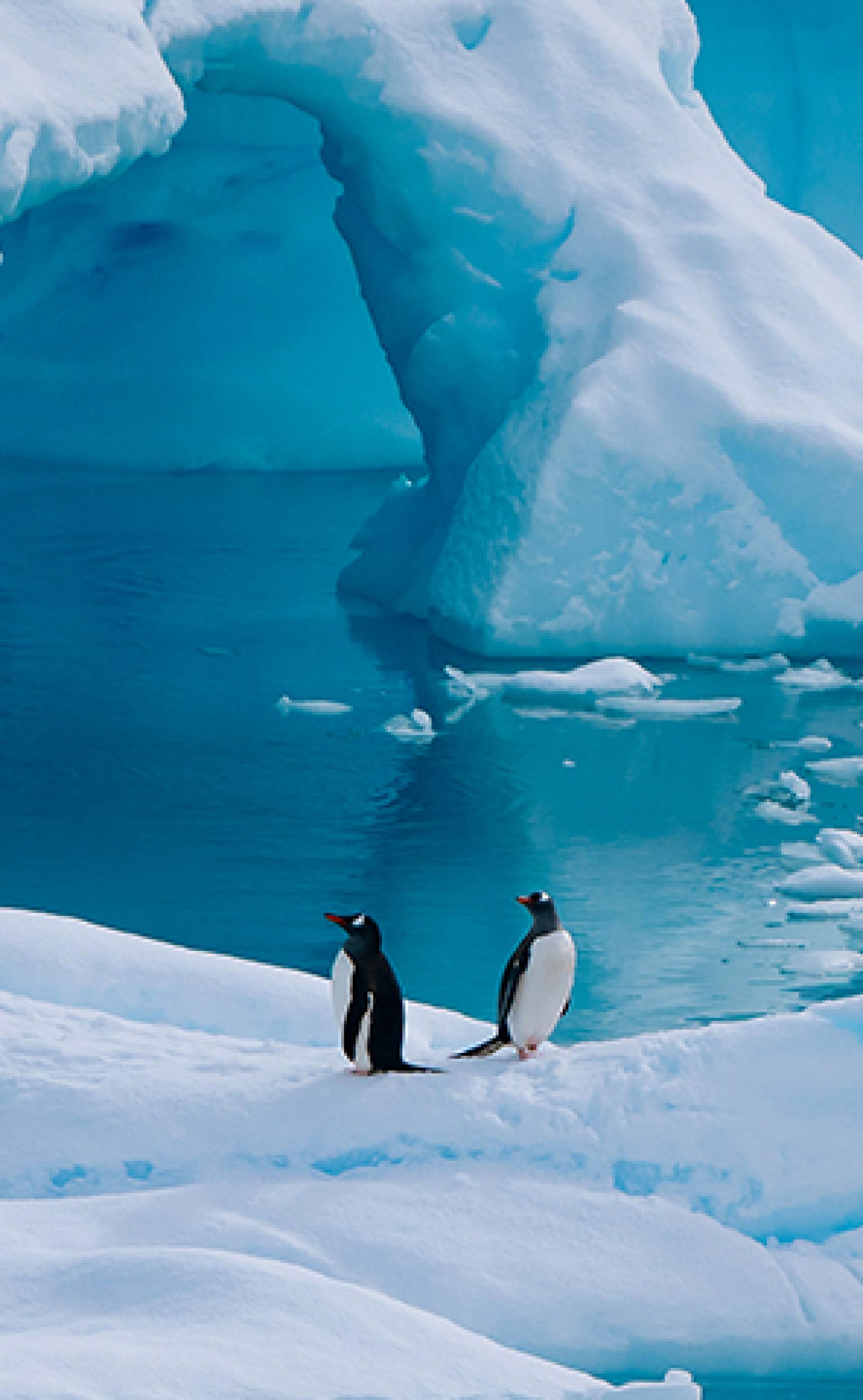 Wildlife_Gentoo-Penguin2_296x480