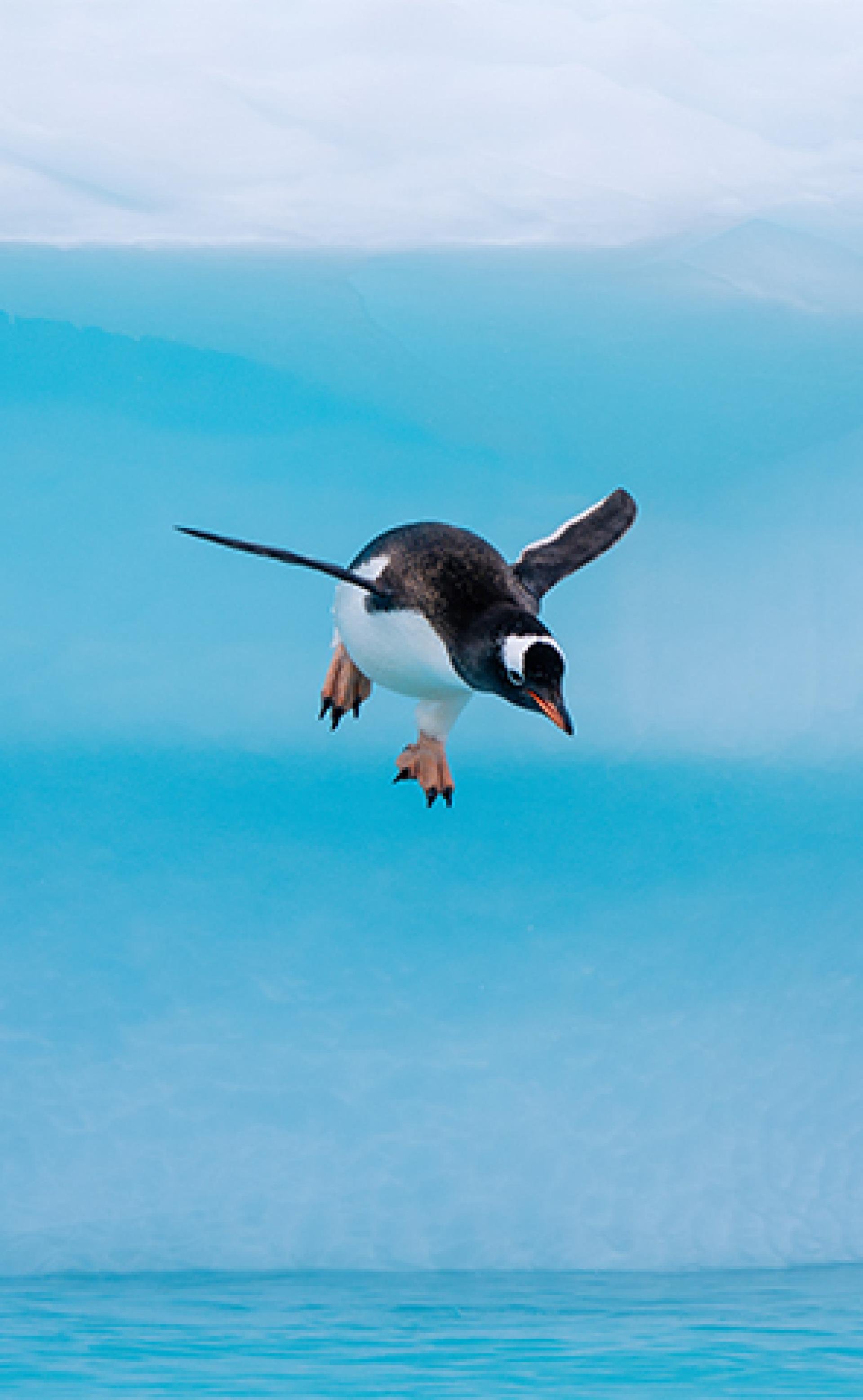 Wildlife_Gentoo-Penguin1_296x480