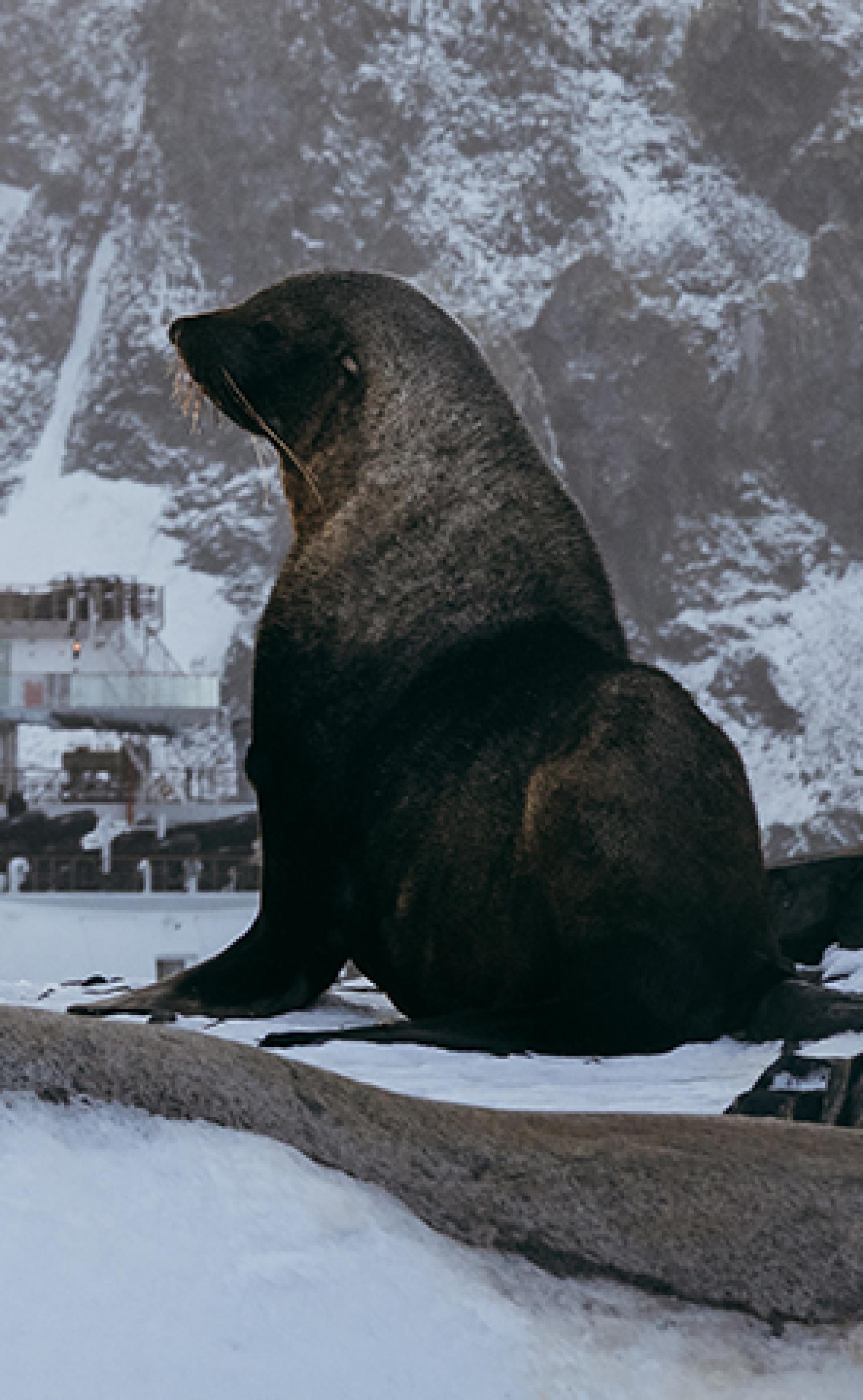 Wildlife_Antarctic-fur-seal4_296x480