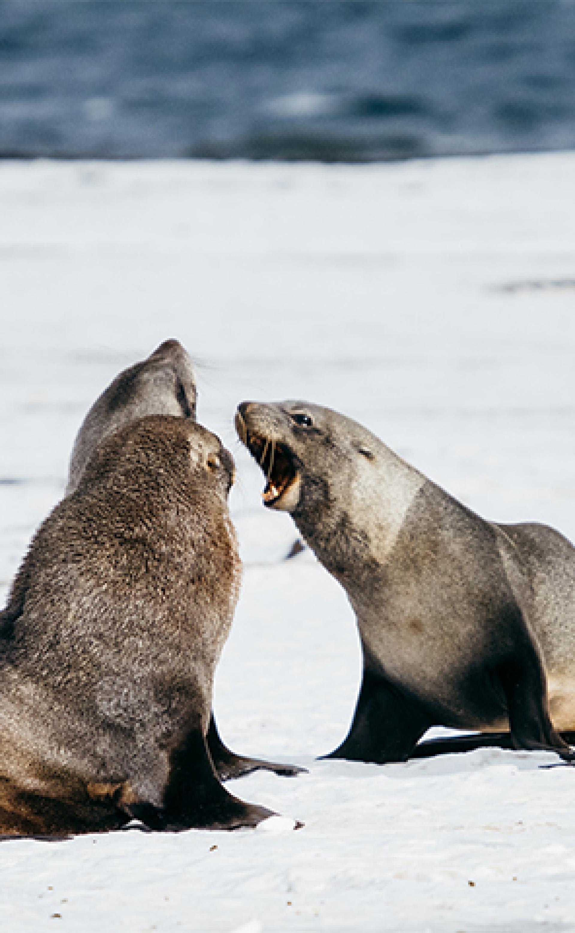 Wildlife_Antarctic-fur-seal3_296x480