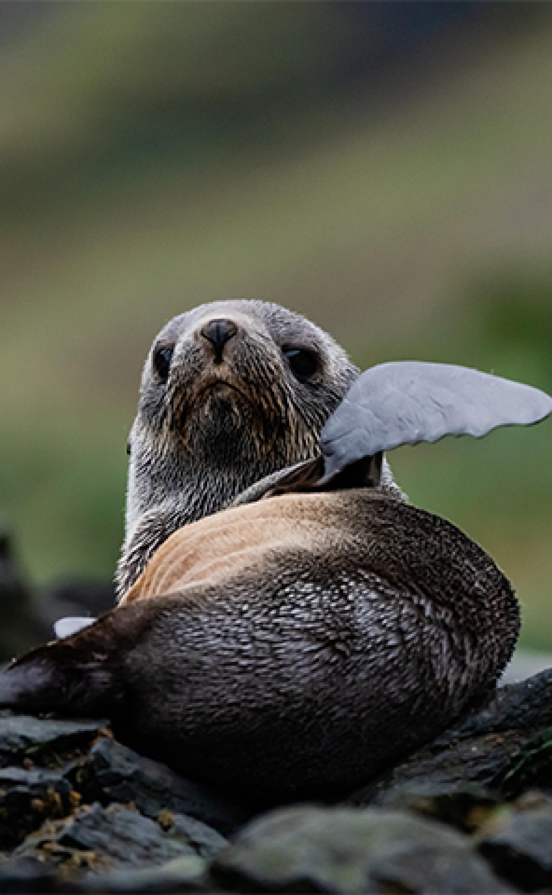 Wildlife_Antarctic-fur-seal2_296x480