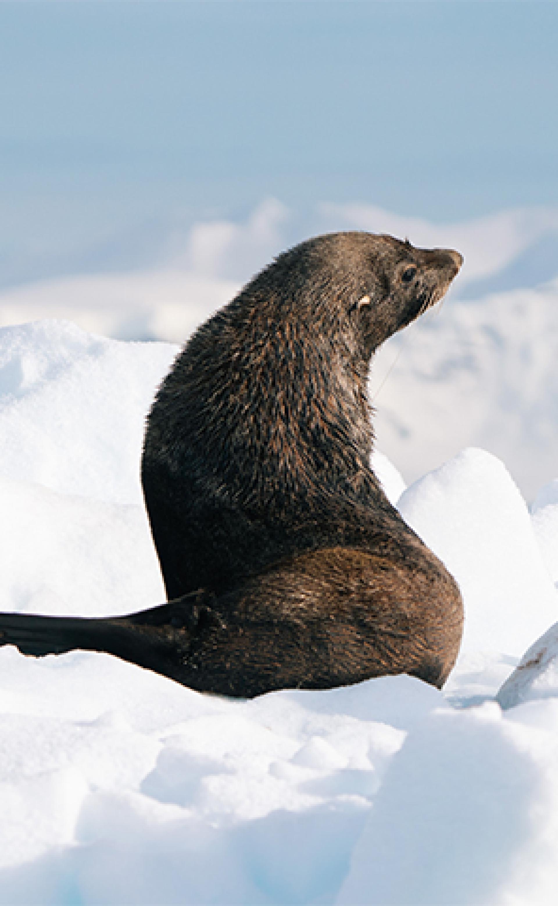Wildlife_Antarctic-fur-seal1_296x480
