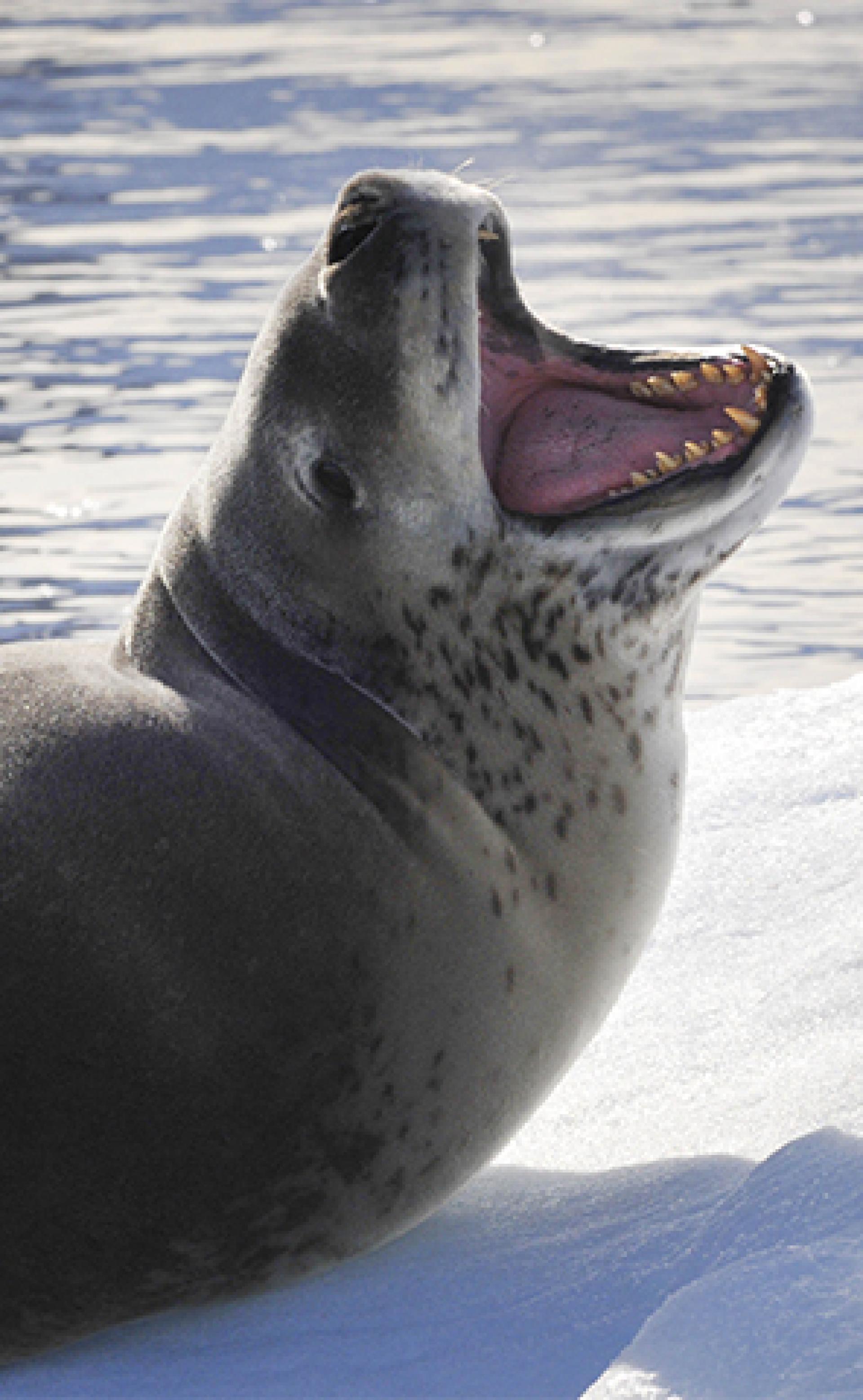 Wildlife_Leopardseal5_296x480