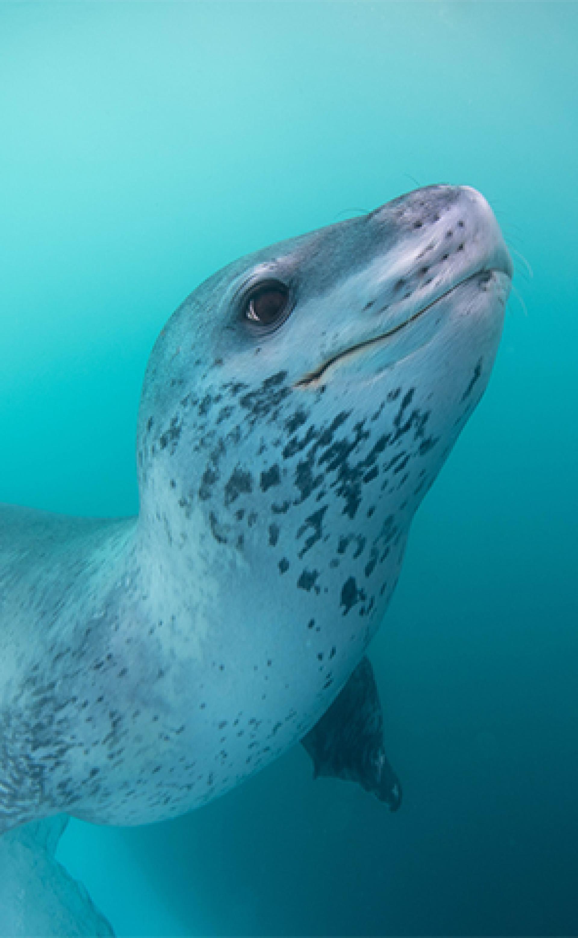 Wildlife_Leopardseal4_296x480