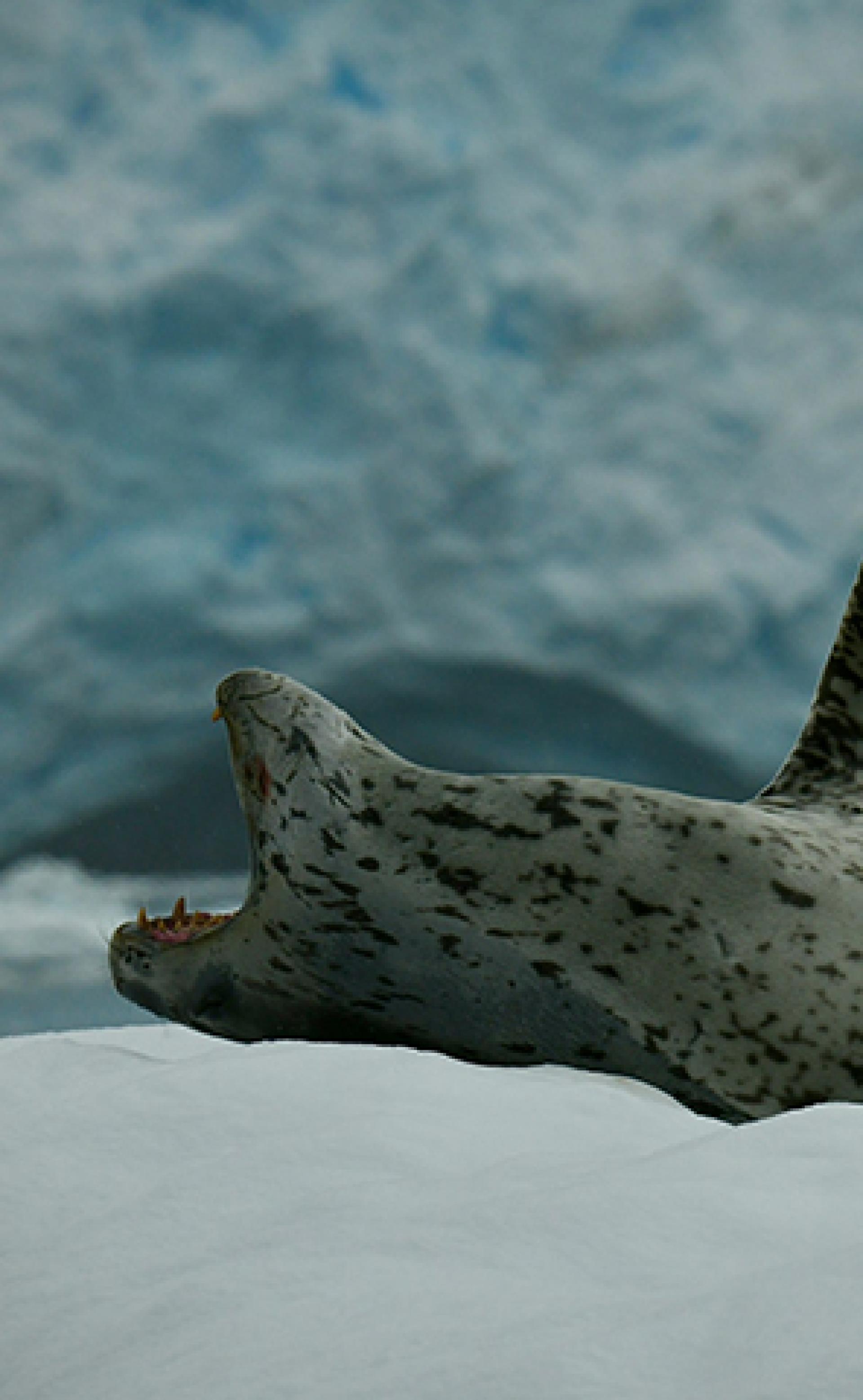 Wildlife_Leopardseal3_296x480