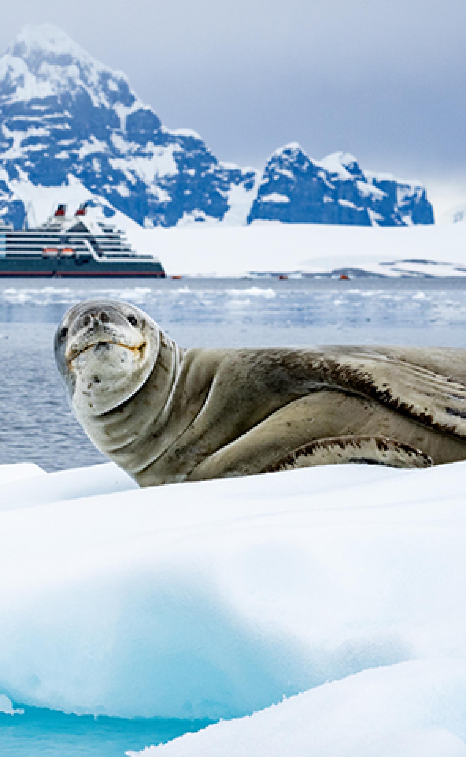 Wildlife_Leopardseal2_296x480
