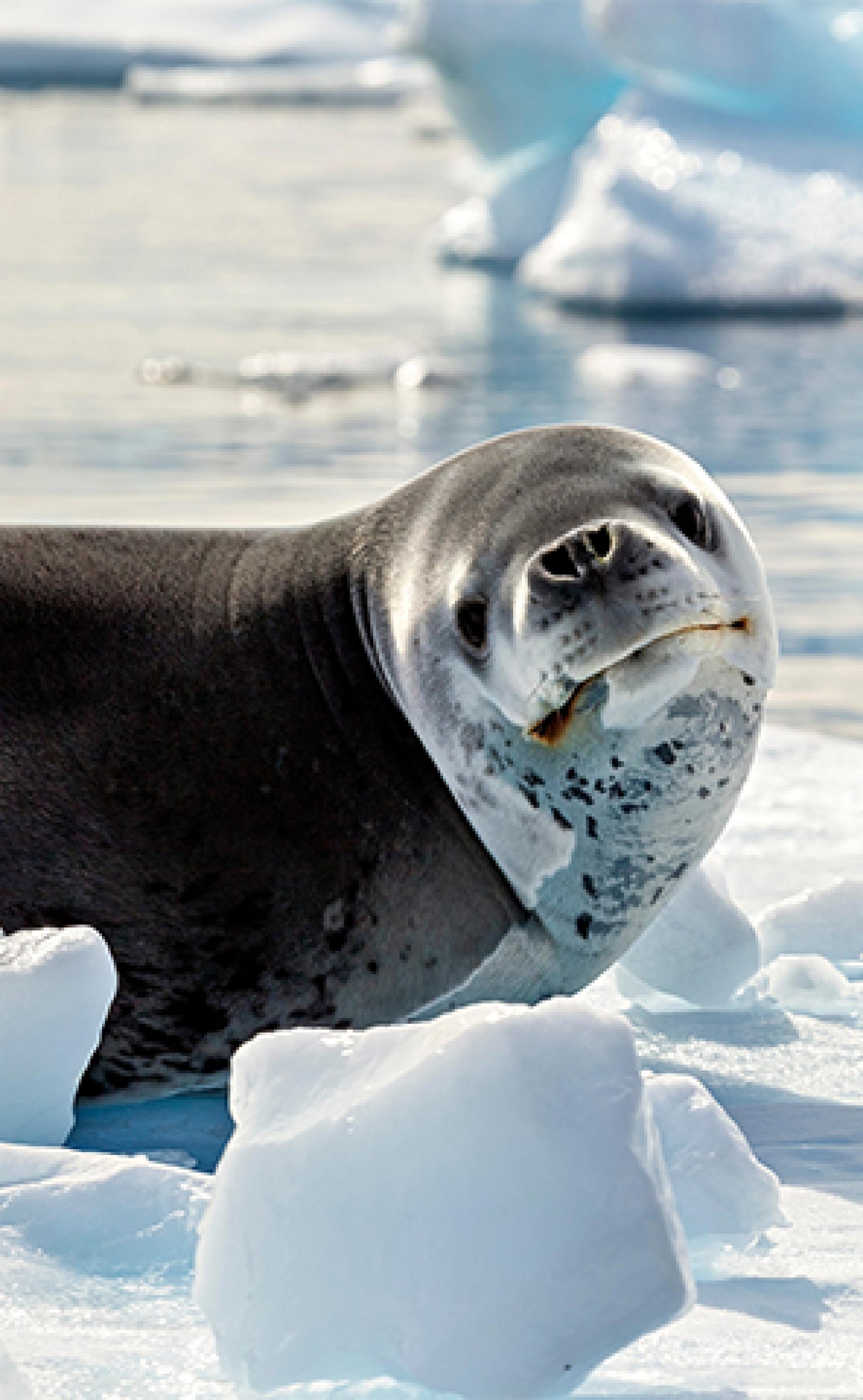 Wildlife_Leopardseal1_296x480