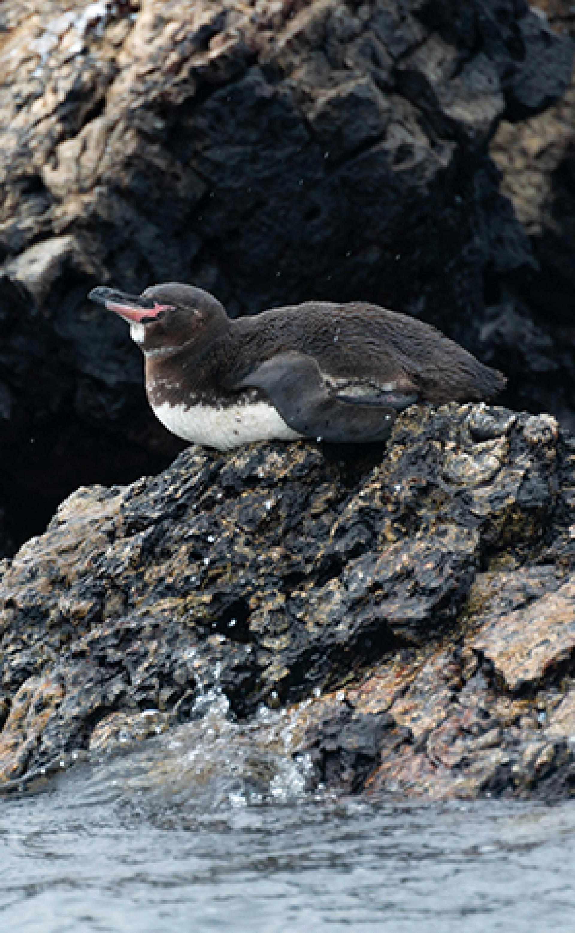Wildlife_Galapagos_penguin5_296x480