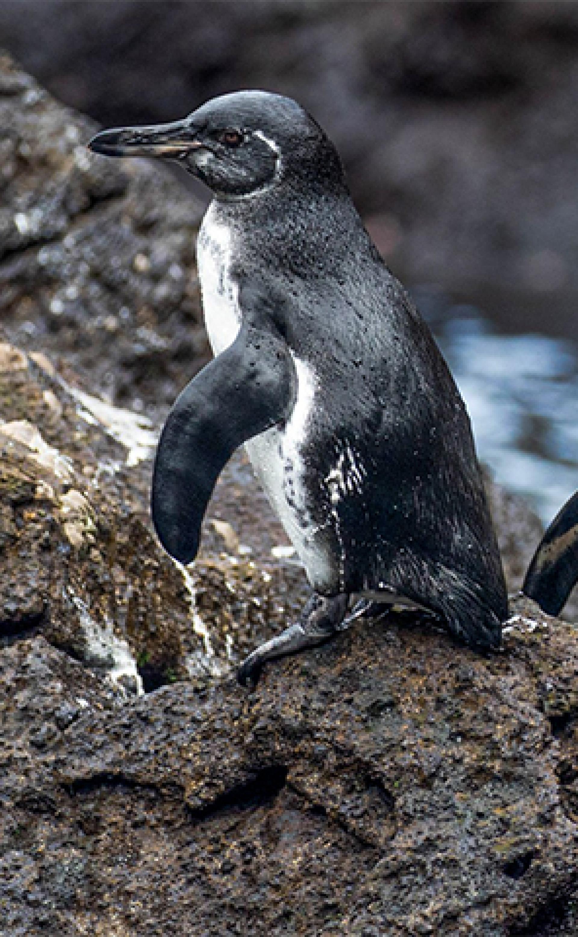 Wildlife_Galapagos_penguin4_296x480