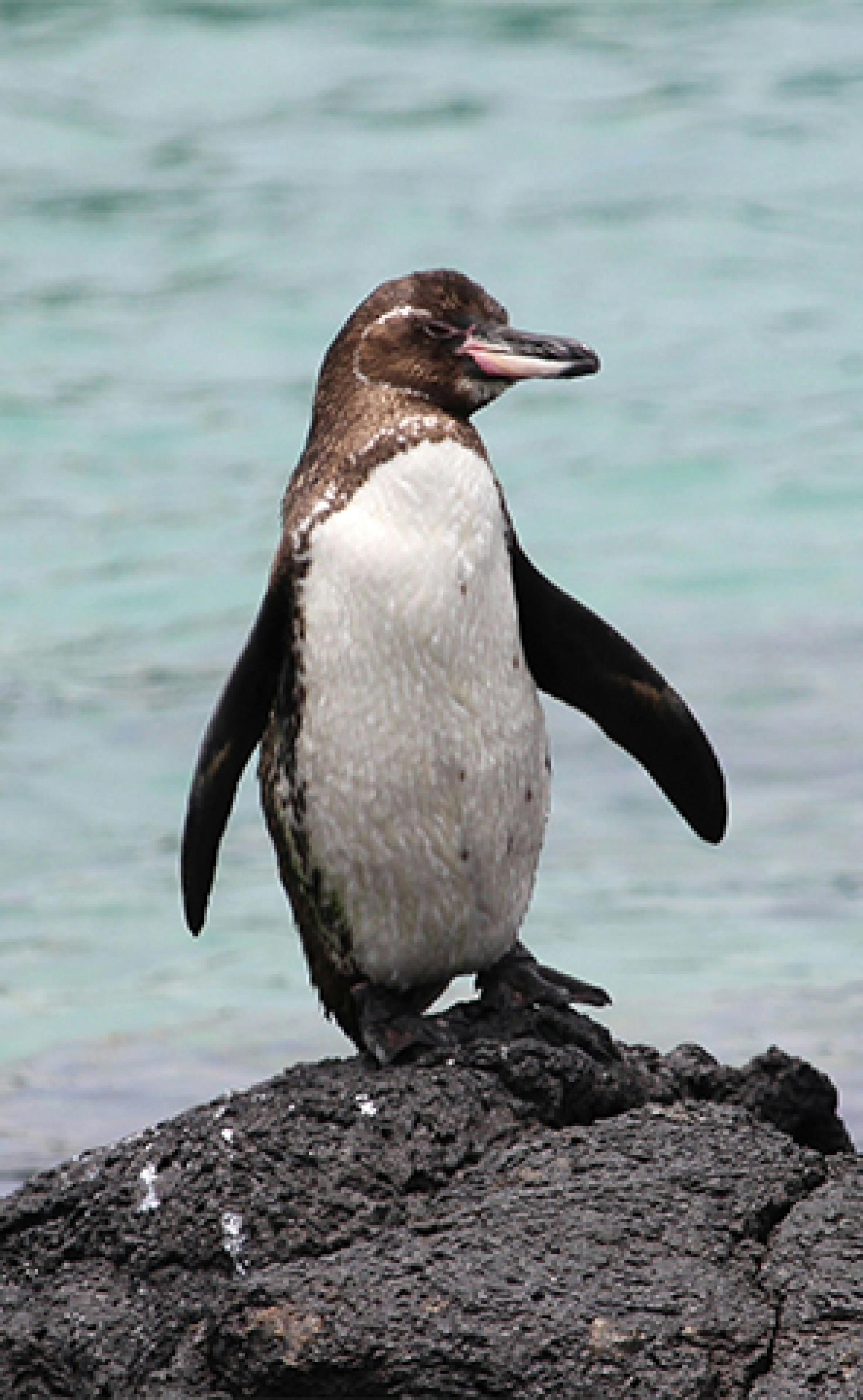 Wildlife_Galapagos_penguin3_296x480