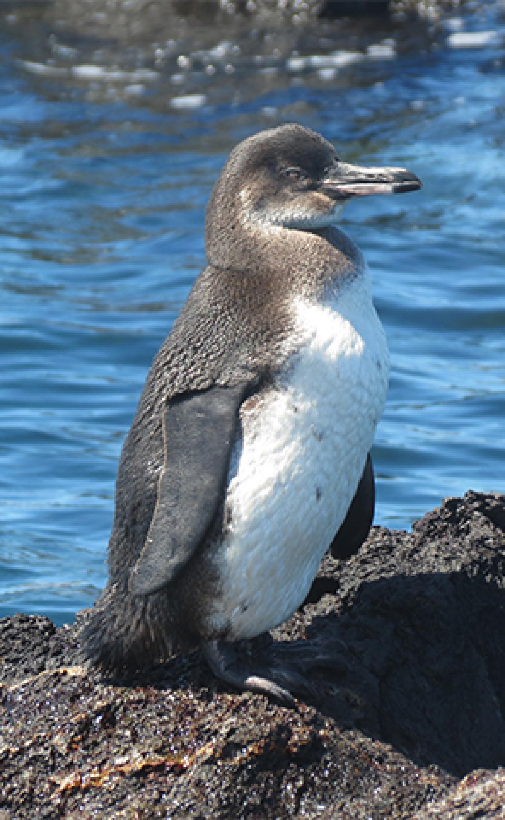 Wildlife_Galapagos_penguin2_296x480