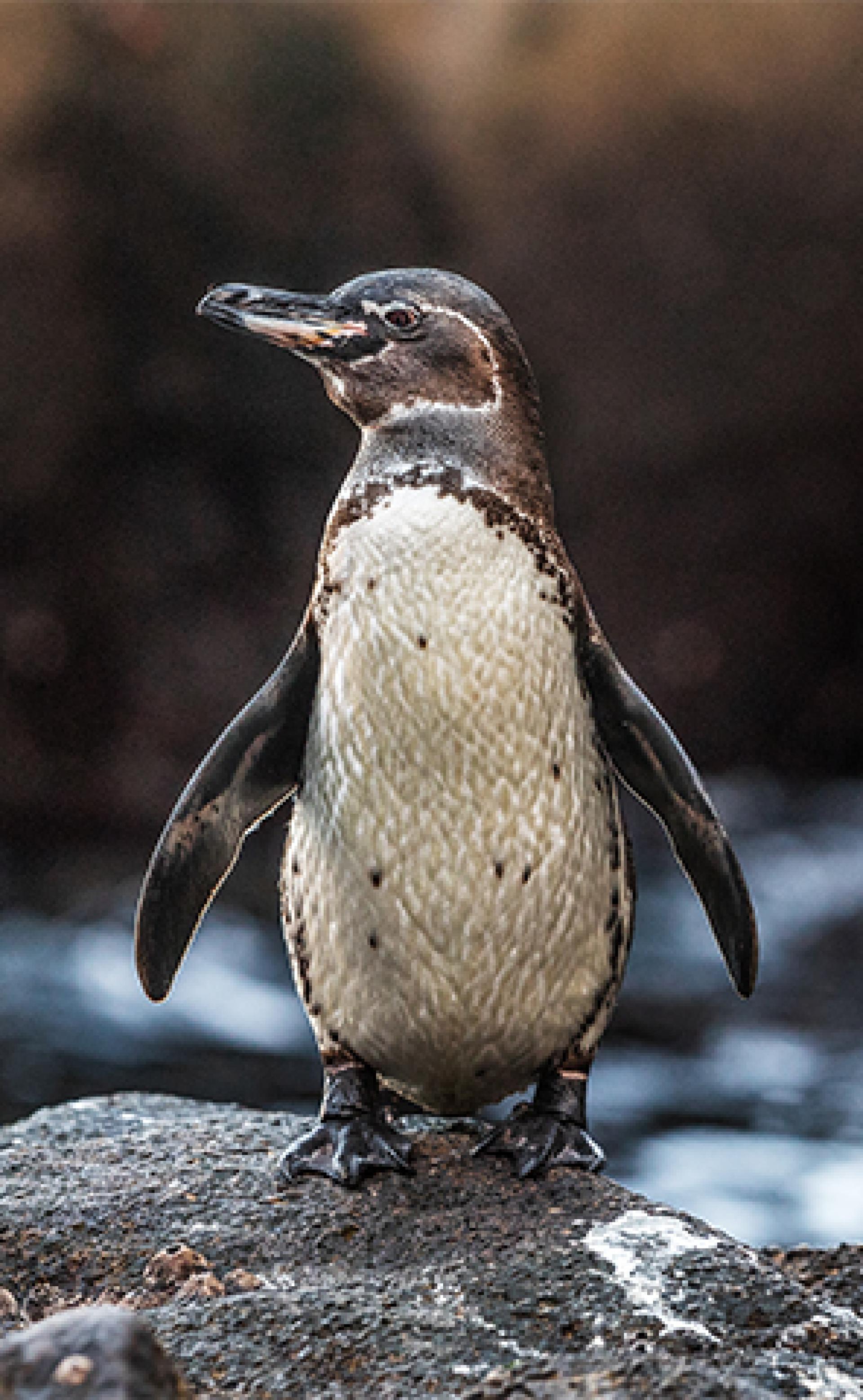 Wildlife_Galapagos_penguin1_296x480