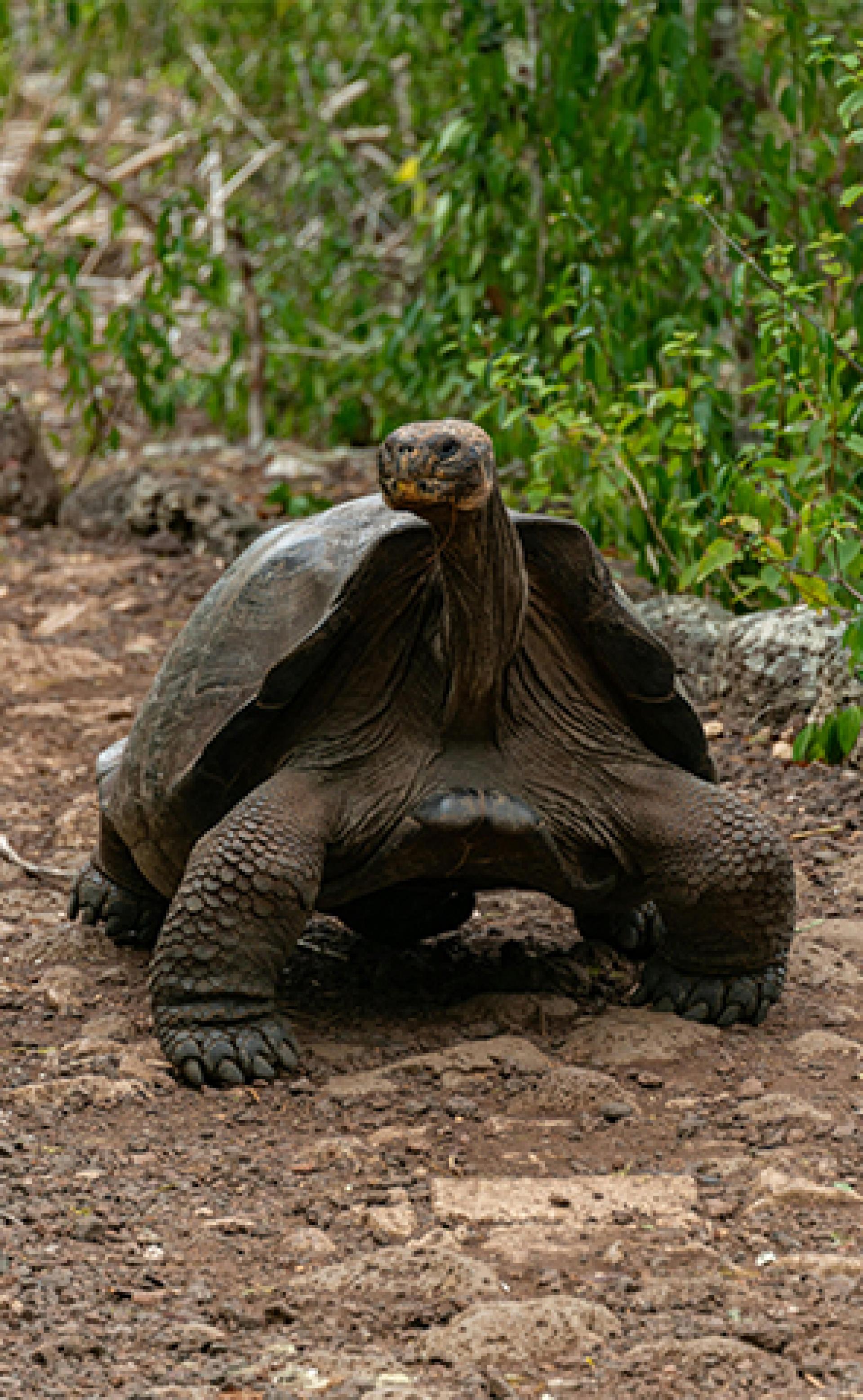 Wildlife_Galapagos_tortoise-5_296x480