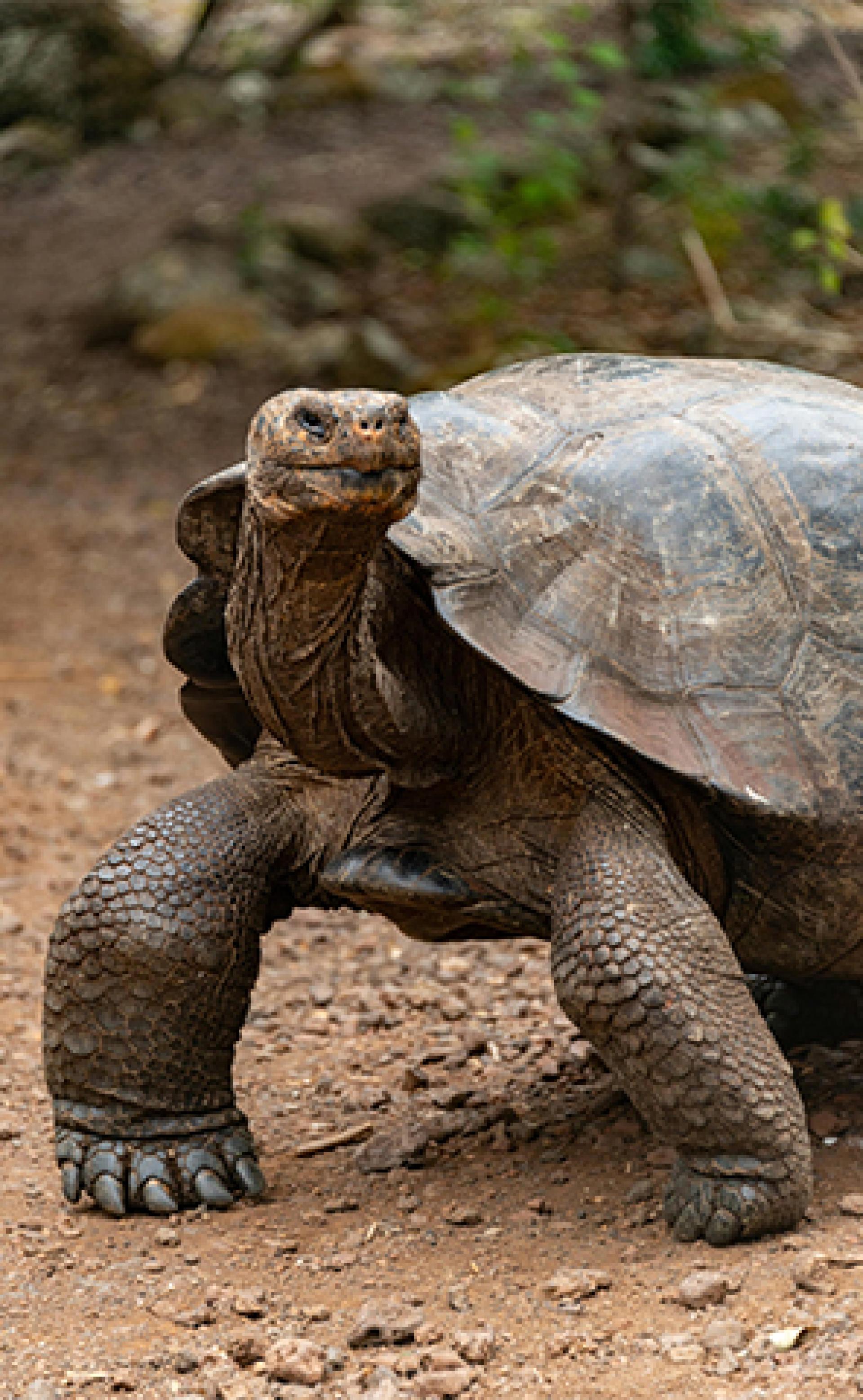 Wildlife_Galapagos_tortoise-4_296x480