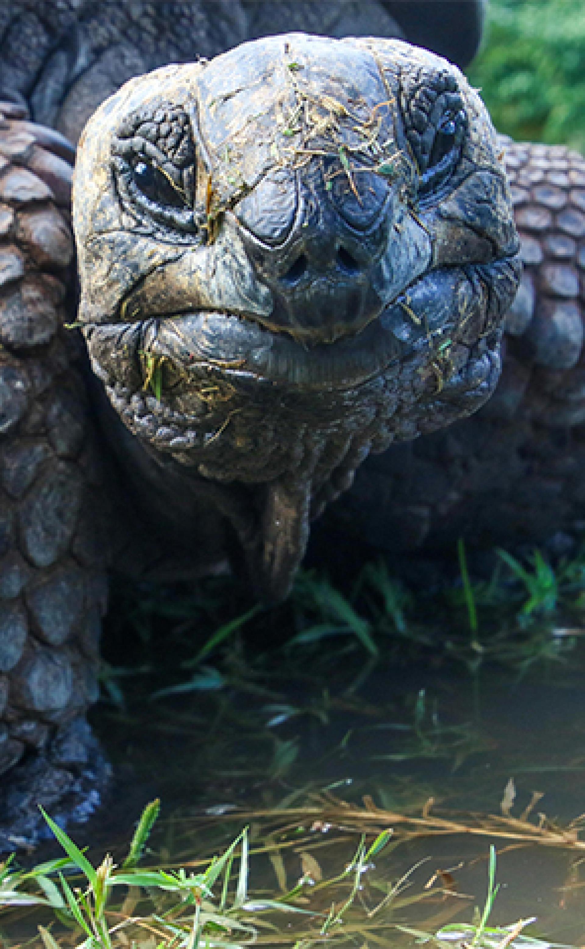 Wildlife_Galapagos_tortoise-3_296x480