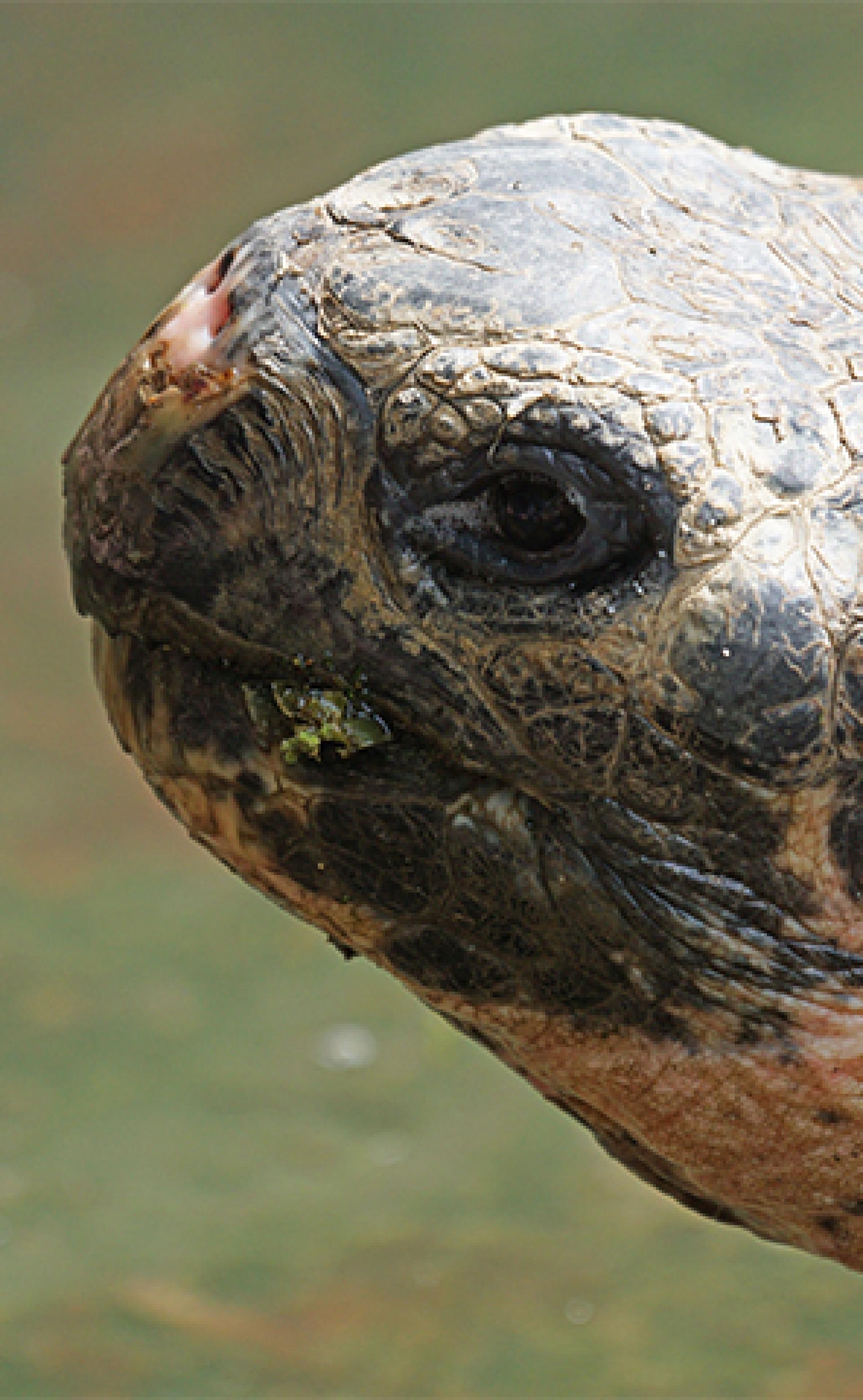 Wildlife_Galapagos_tortoise-2_296x480