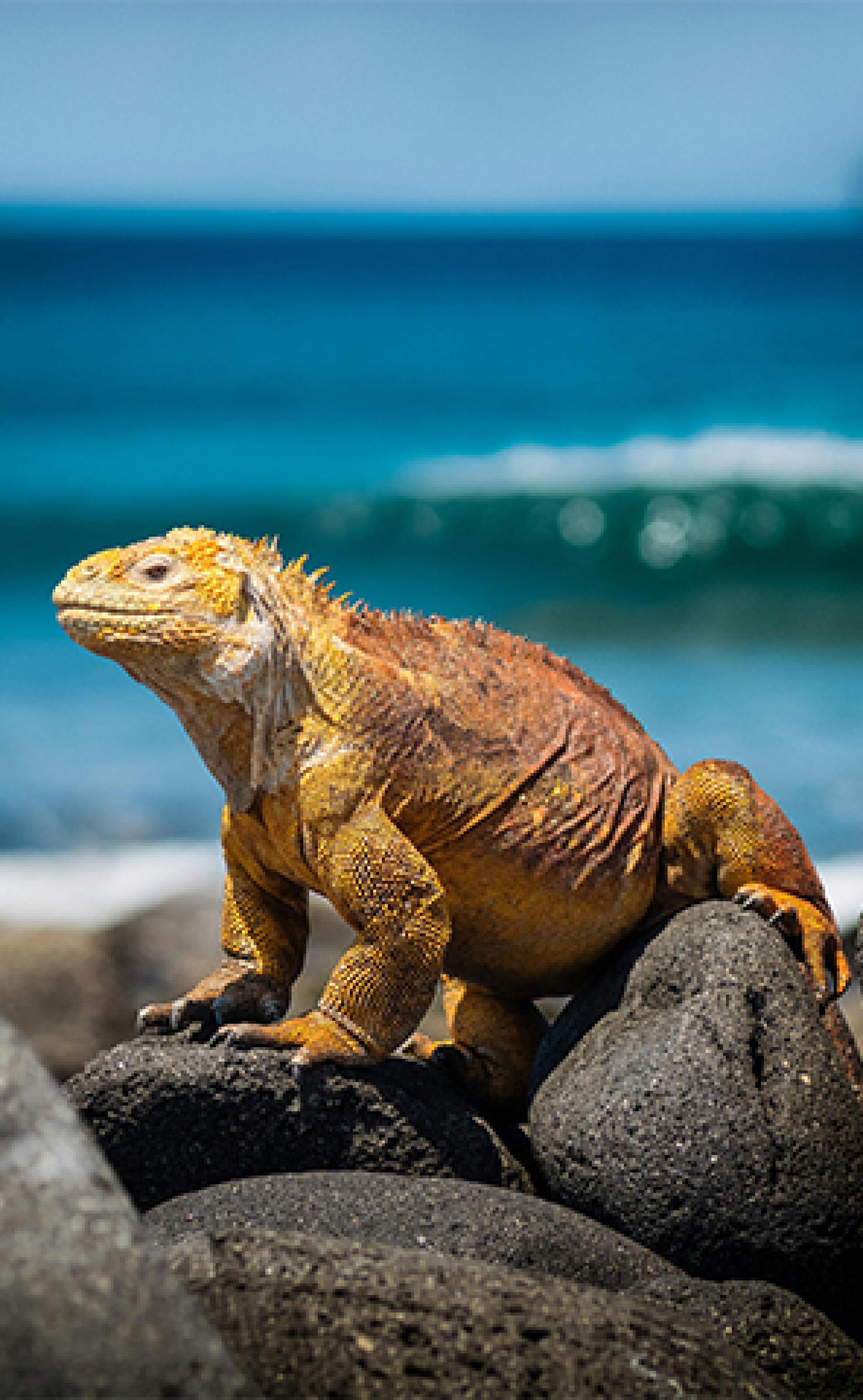 Wildlife_Marine_iguana5_296x480