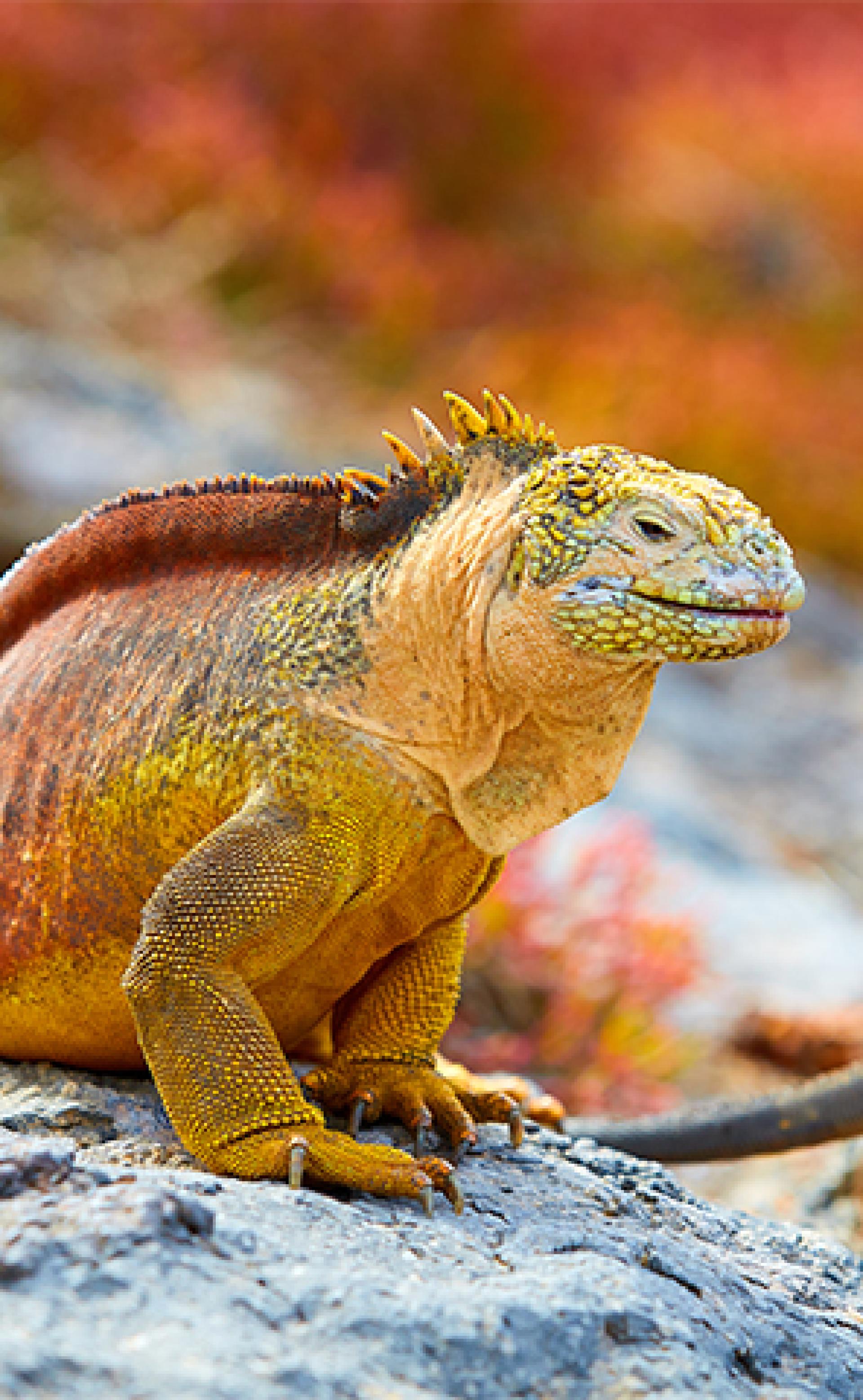 Wildlife_Marine_iguana3_296x480
