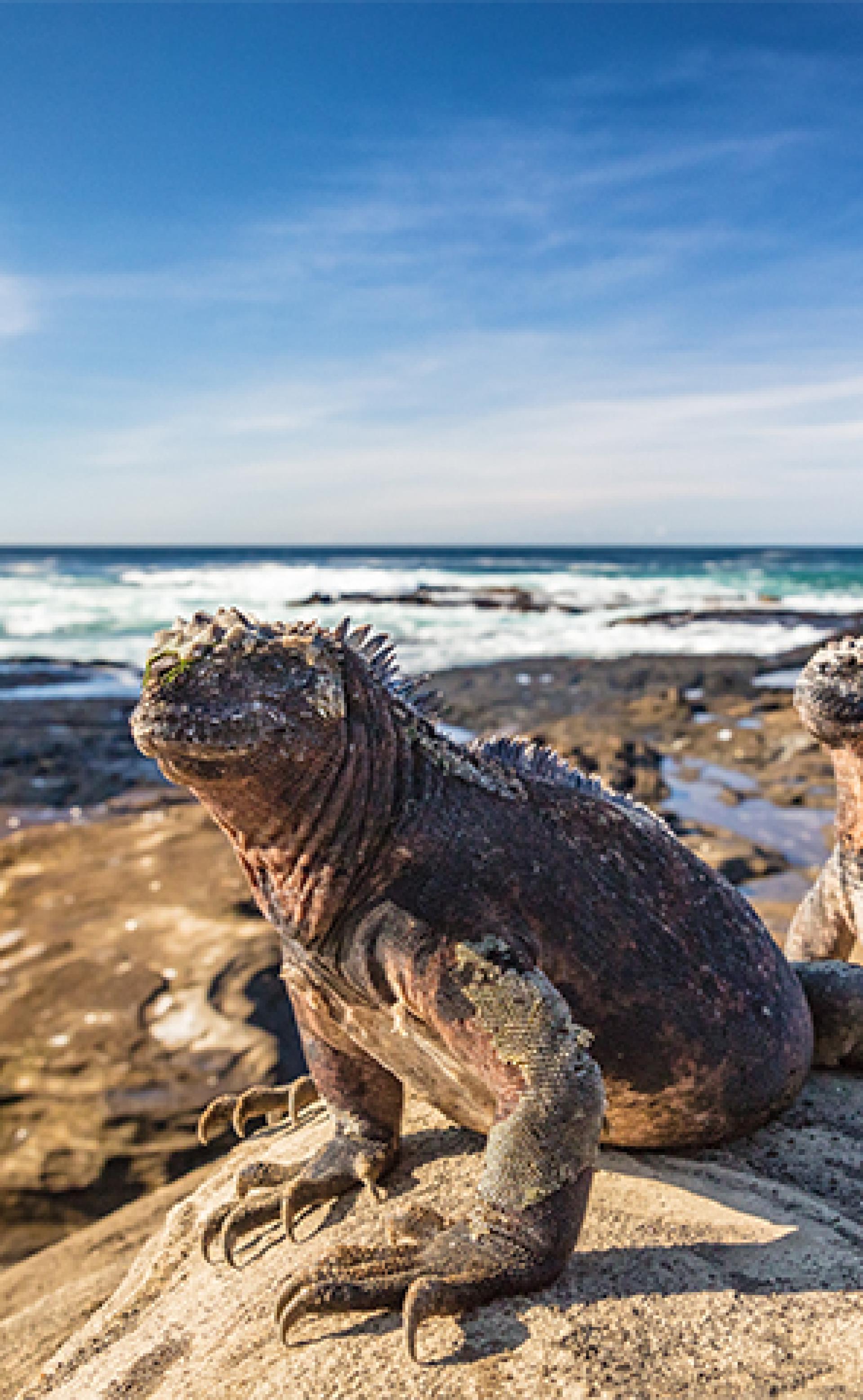 Wildlife_Marine_iguana2_296x480