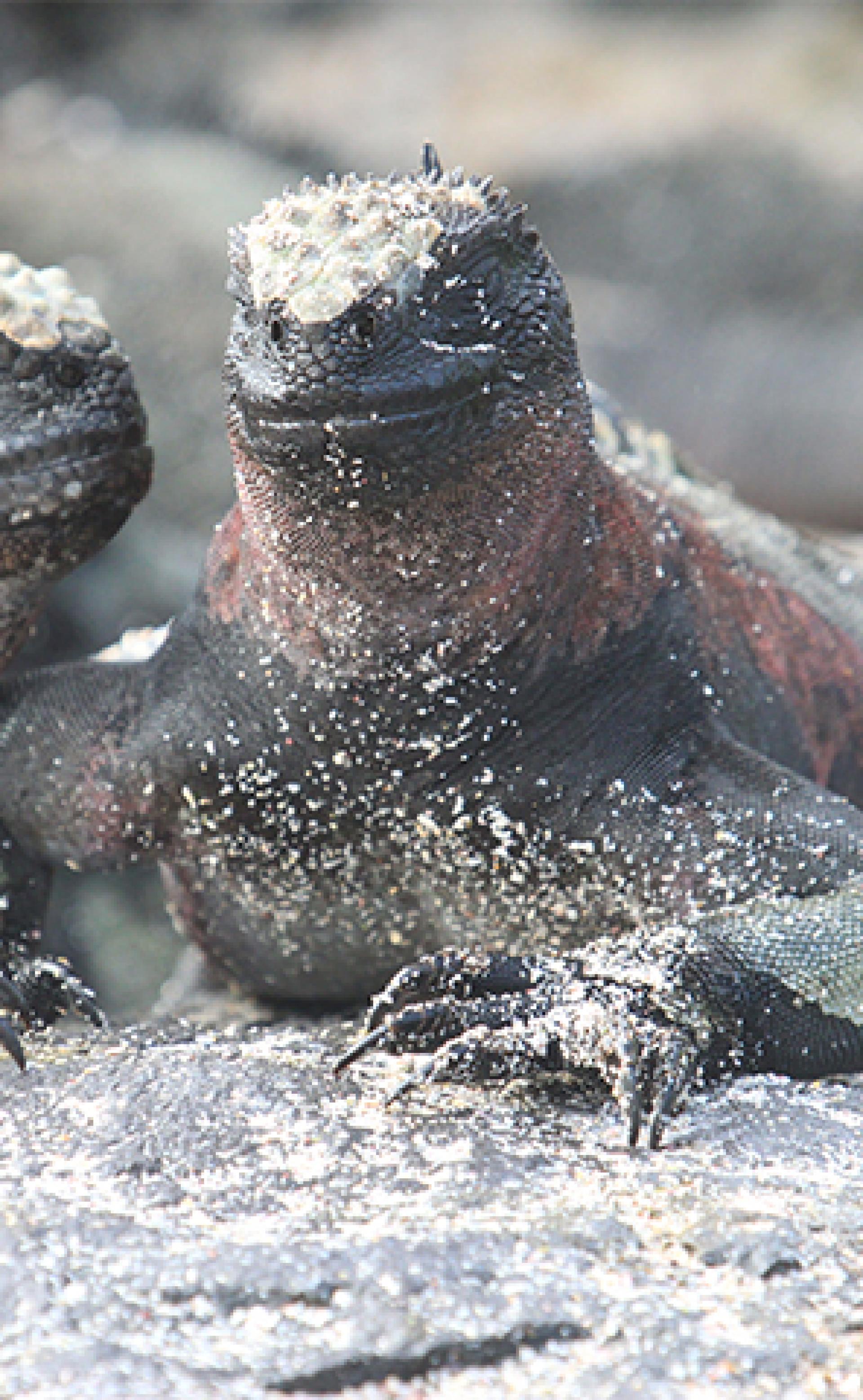 Wildlife_Marine_iguana1_296x480