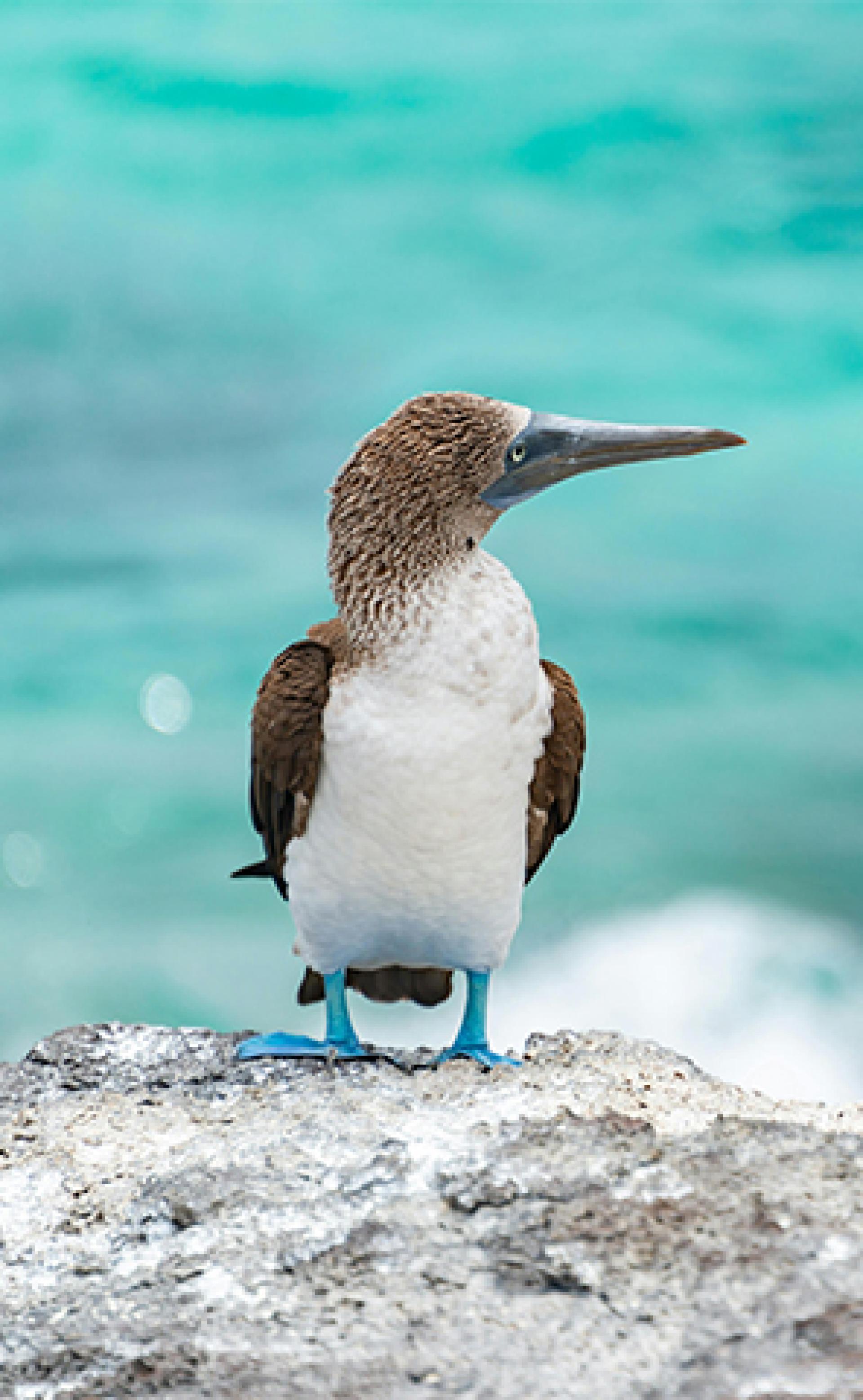 Wildlife_Blue-footed_booby5_296x480