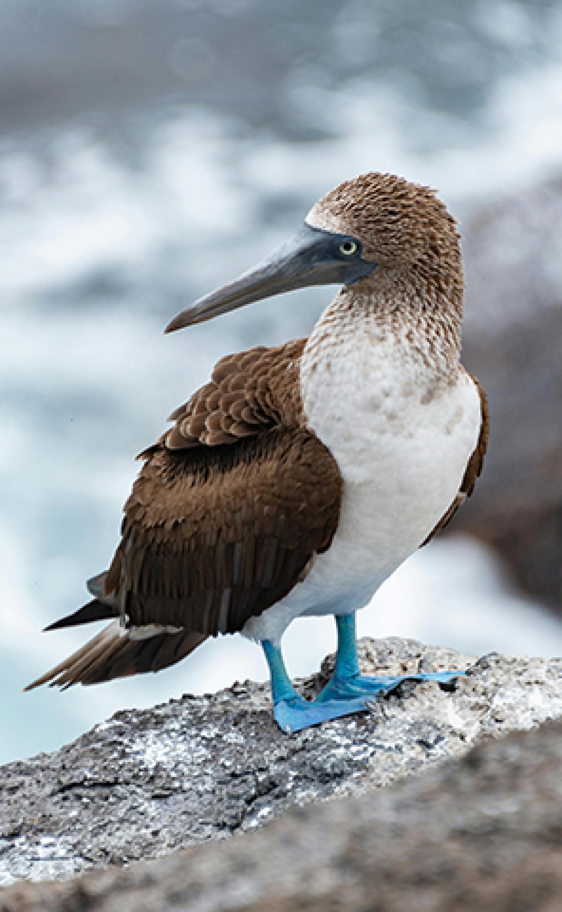 Wildlife_Blue-footed_booby4_296x480