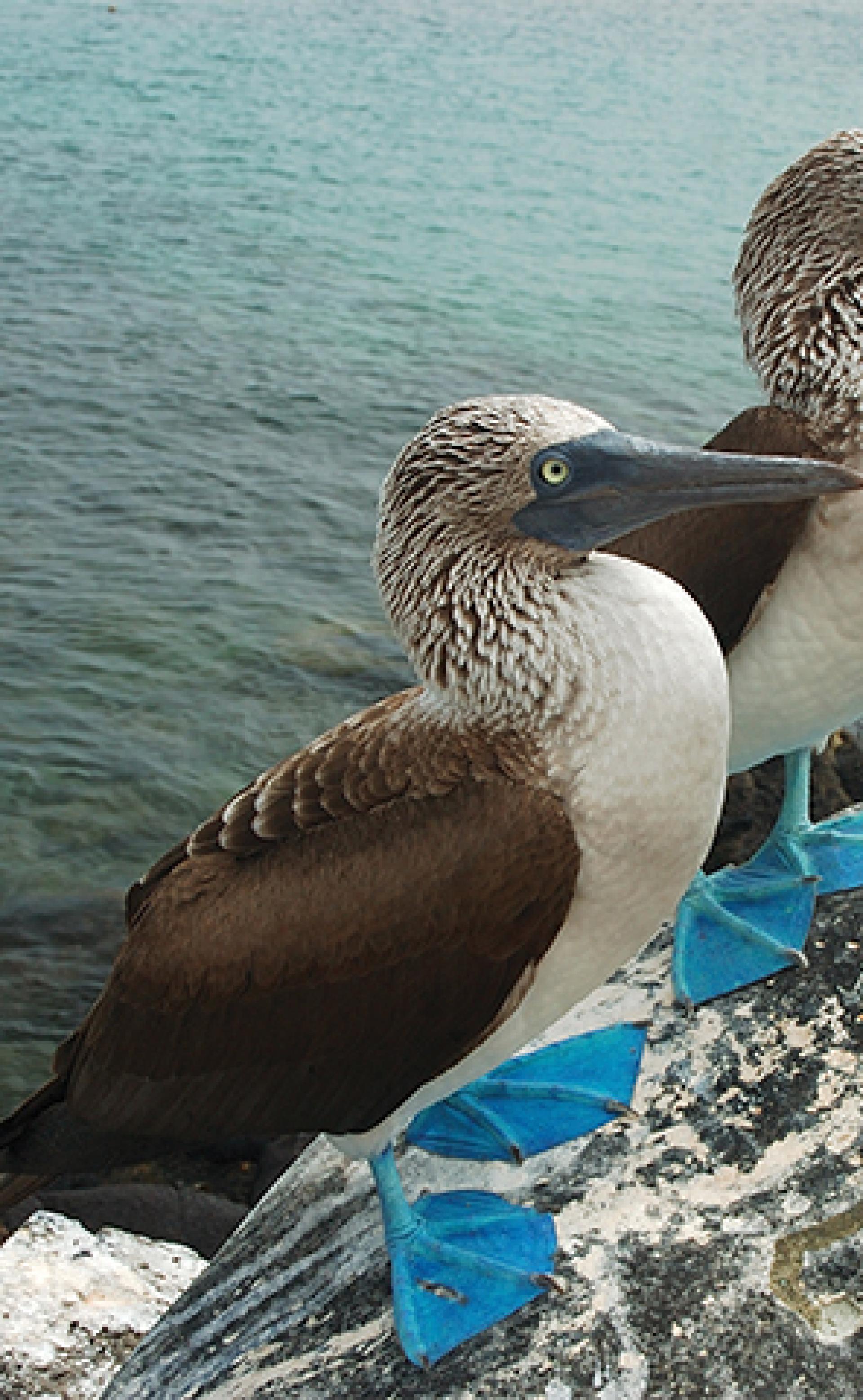 Wildlife_Blue-footed_booby3_296x480