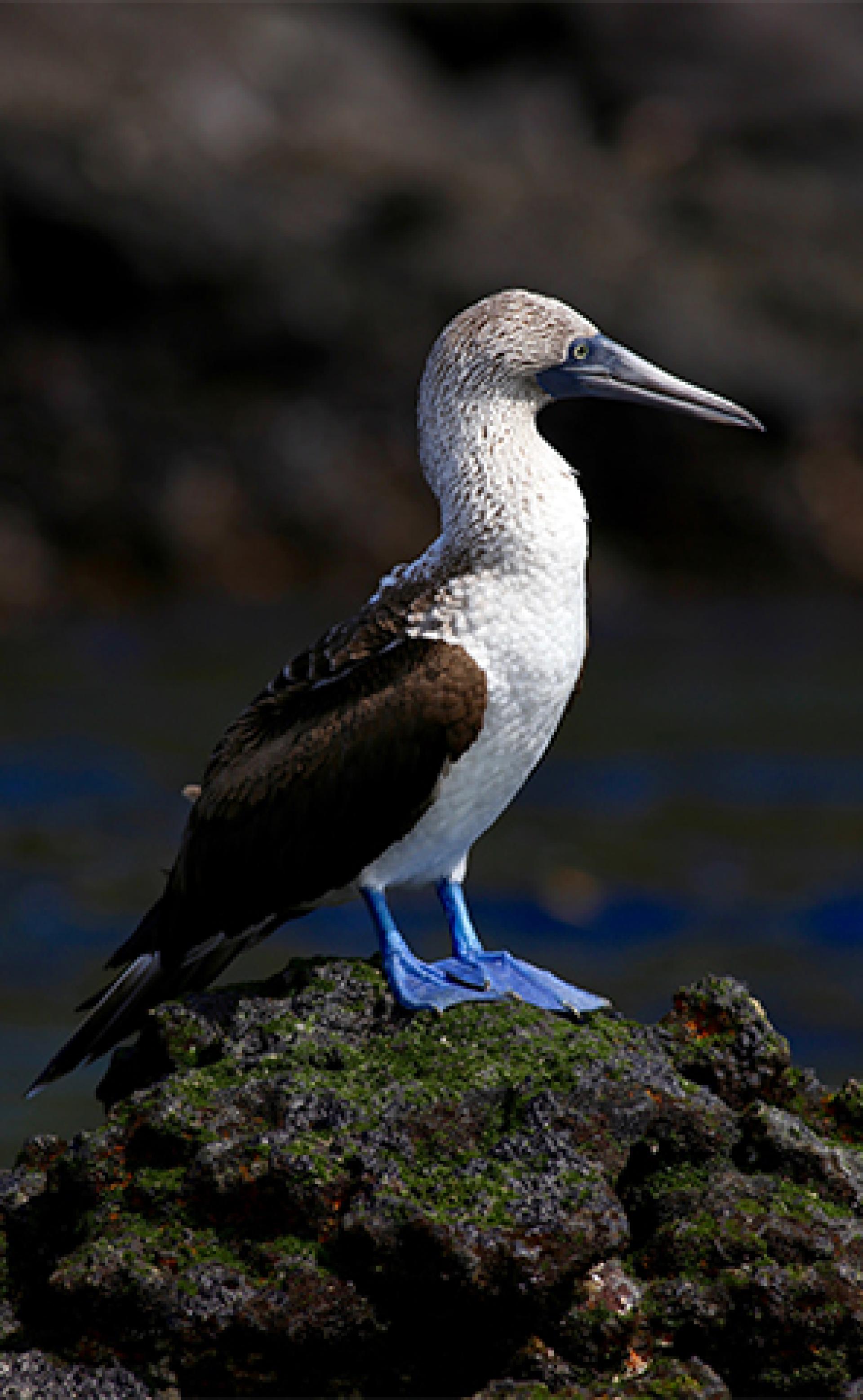 Wildlife_Blue-footed_booby2_296x480