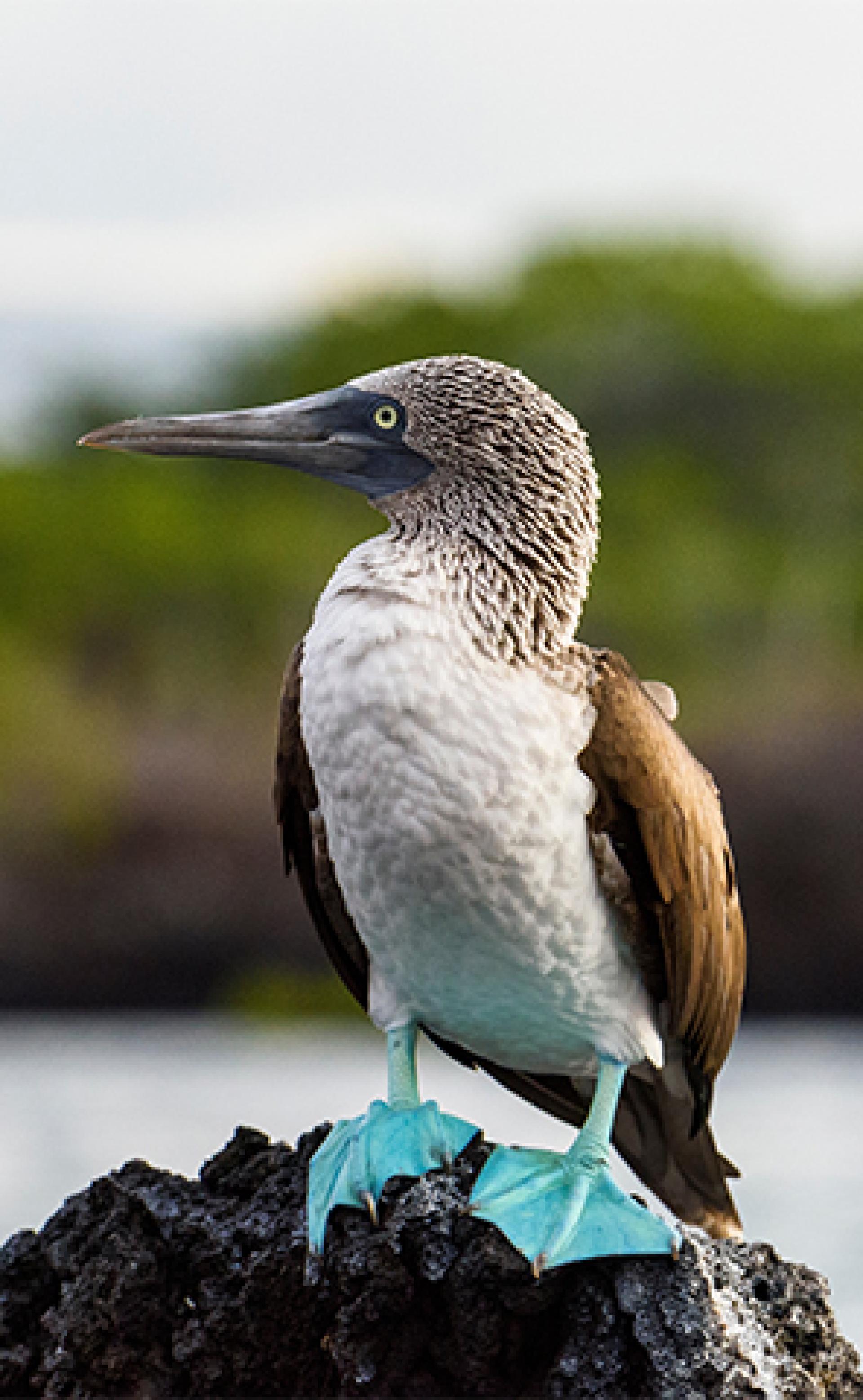 Wildlife_Blue-footed_booby1_296x480