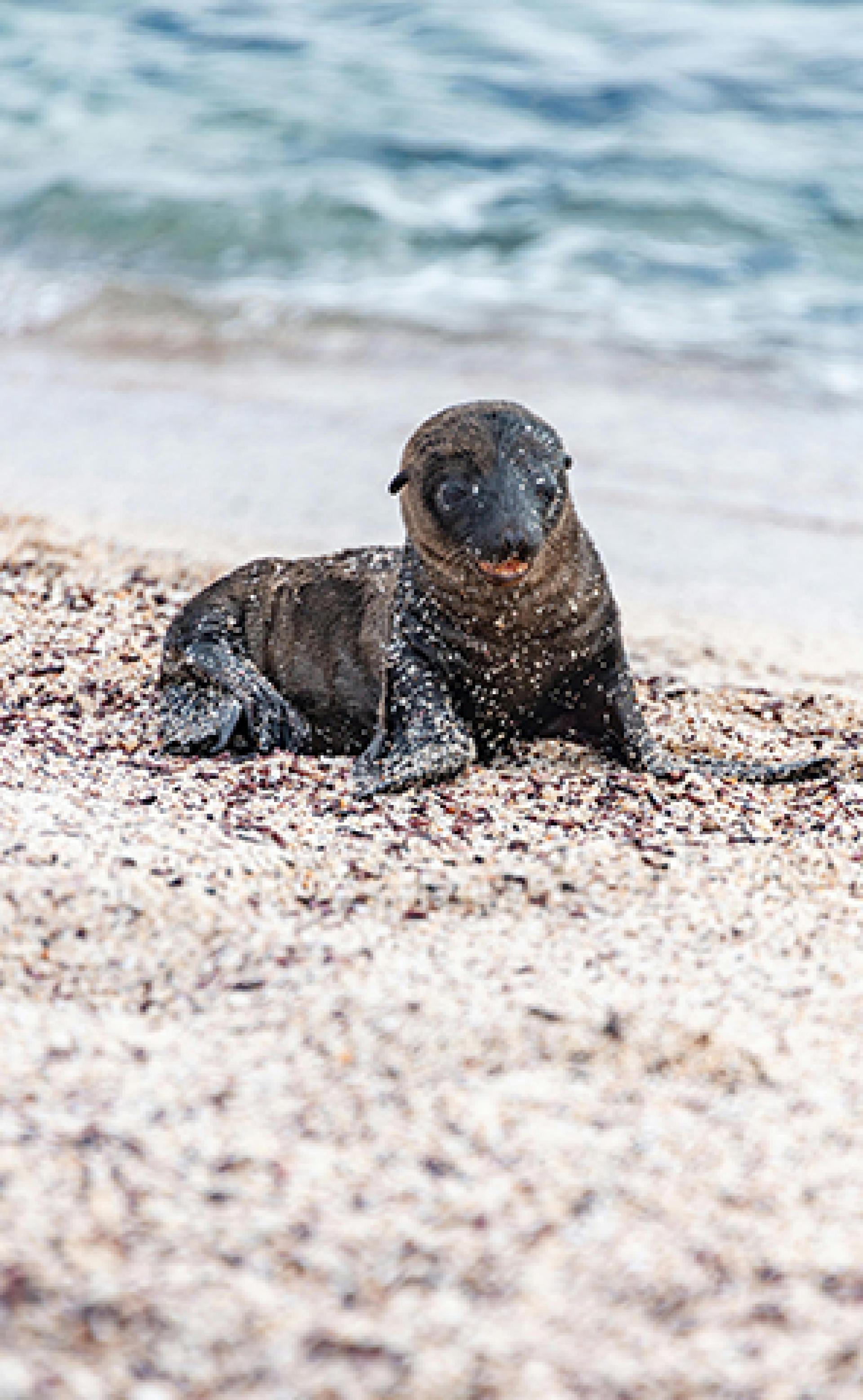 Wildlife_Galapagos_sea_lion5_296x480