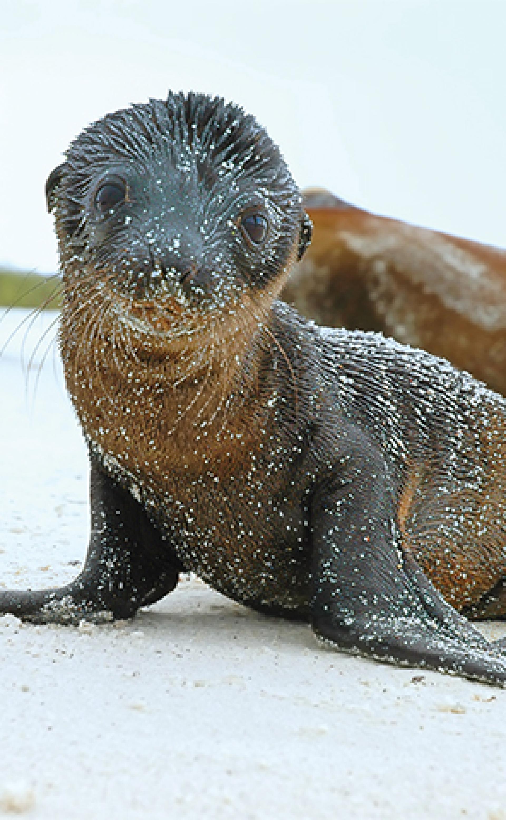 Wildlife_Galapagos_sea_lion4_296x480