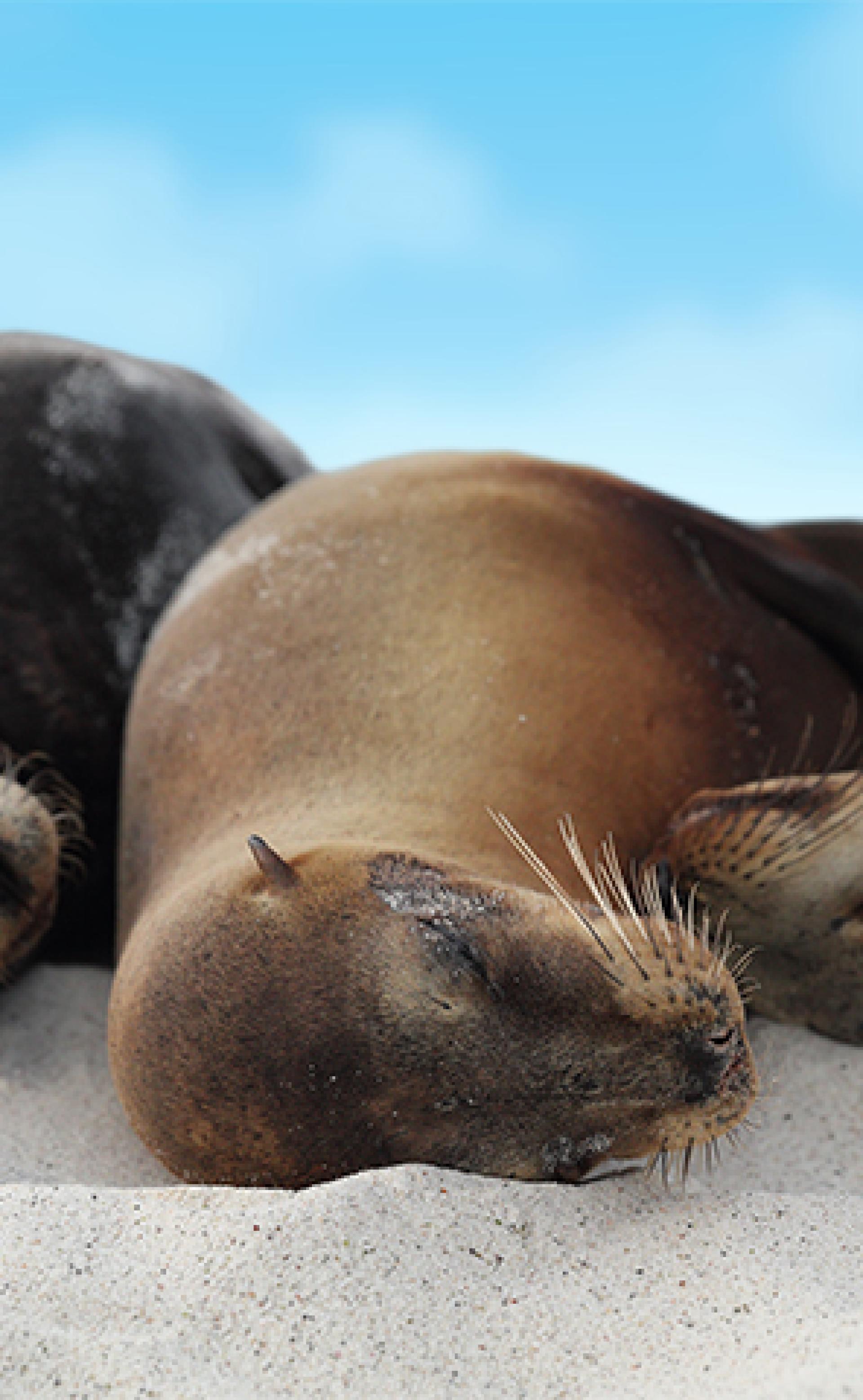 Wildlife_Galapagos_sea_lion3_296x480