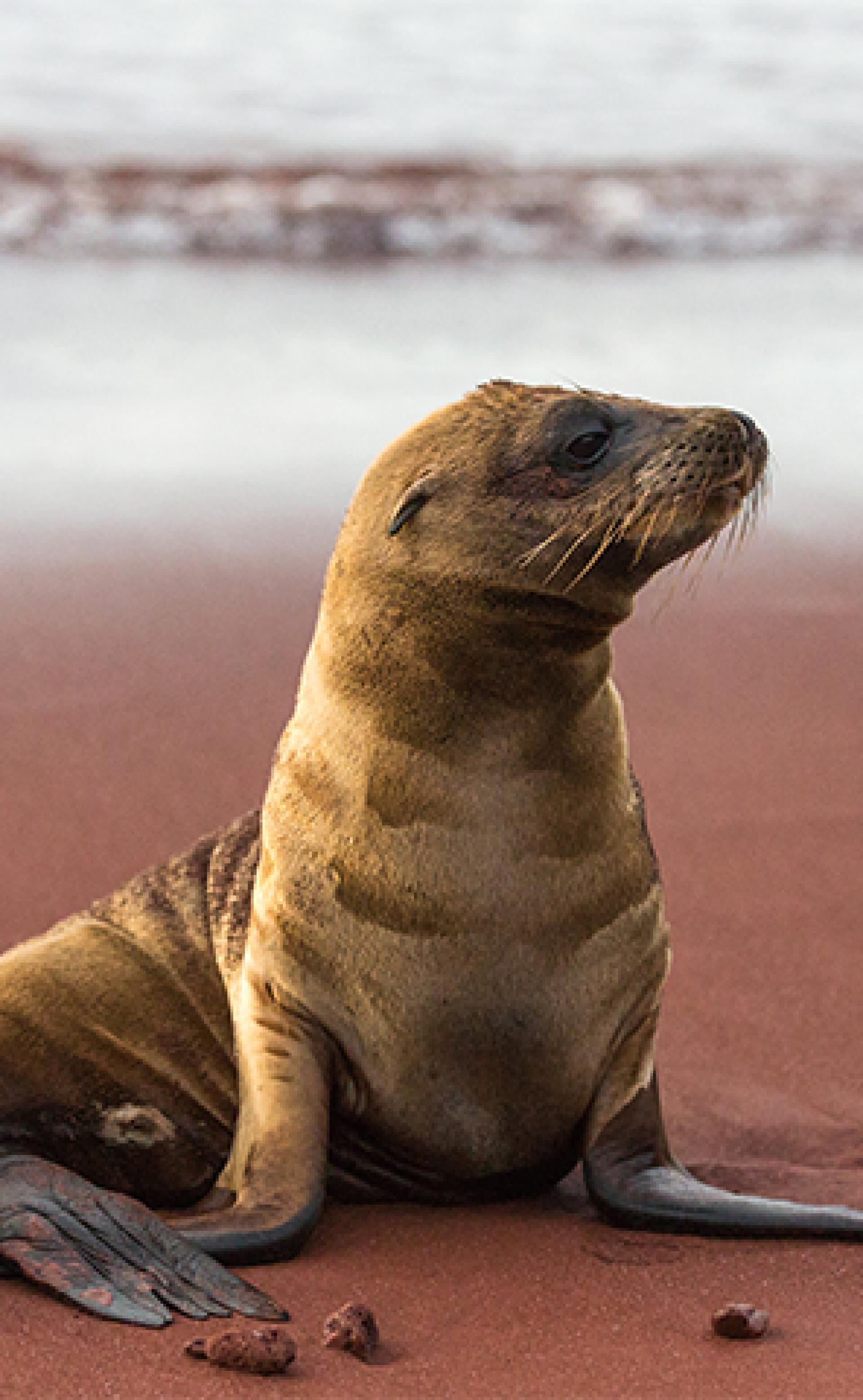 Wildlife_Galapagos_sea_lion2_296x480