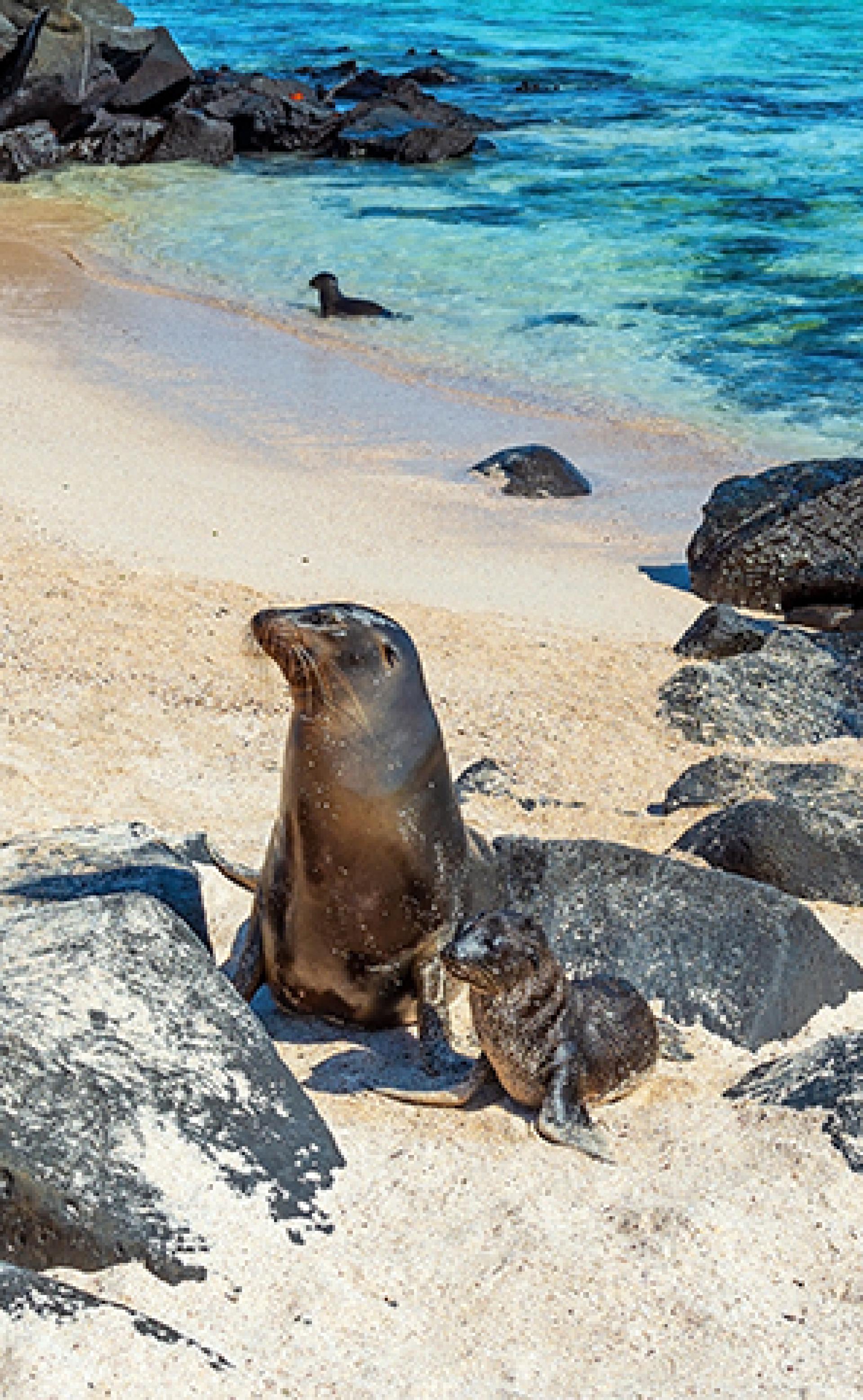 Wildlife_Galapagos_sea_lion1_296x480
